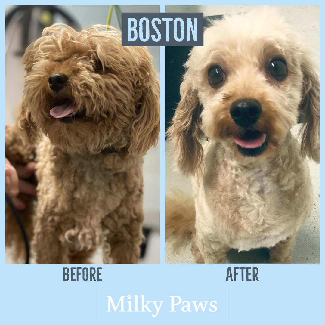 Milky Paws
