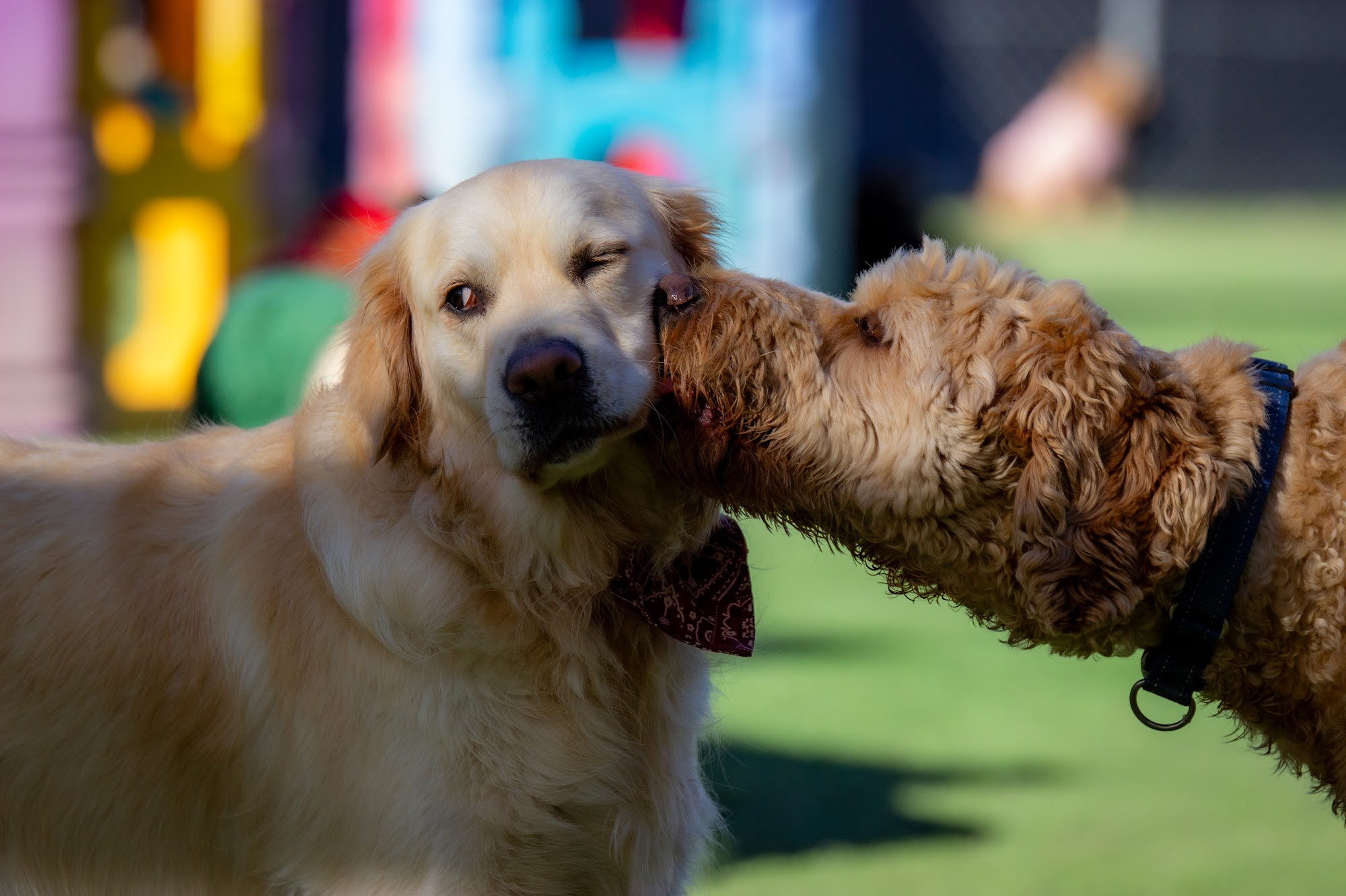 Pups4Fun Canberra - GROOMING DAYCARE TRAINING — Pet Groomers
