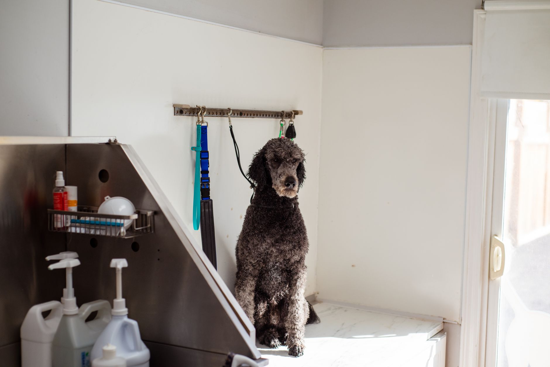 Pups4Fun Canberra - GROOMING DAYCARE TRAINING