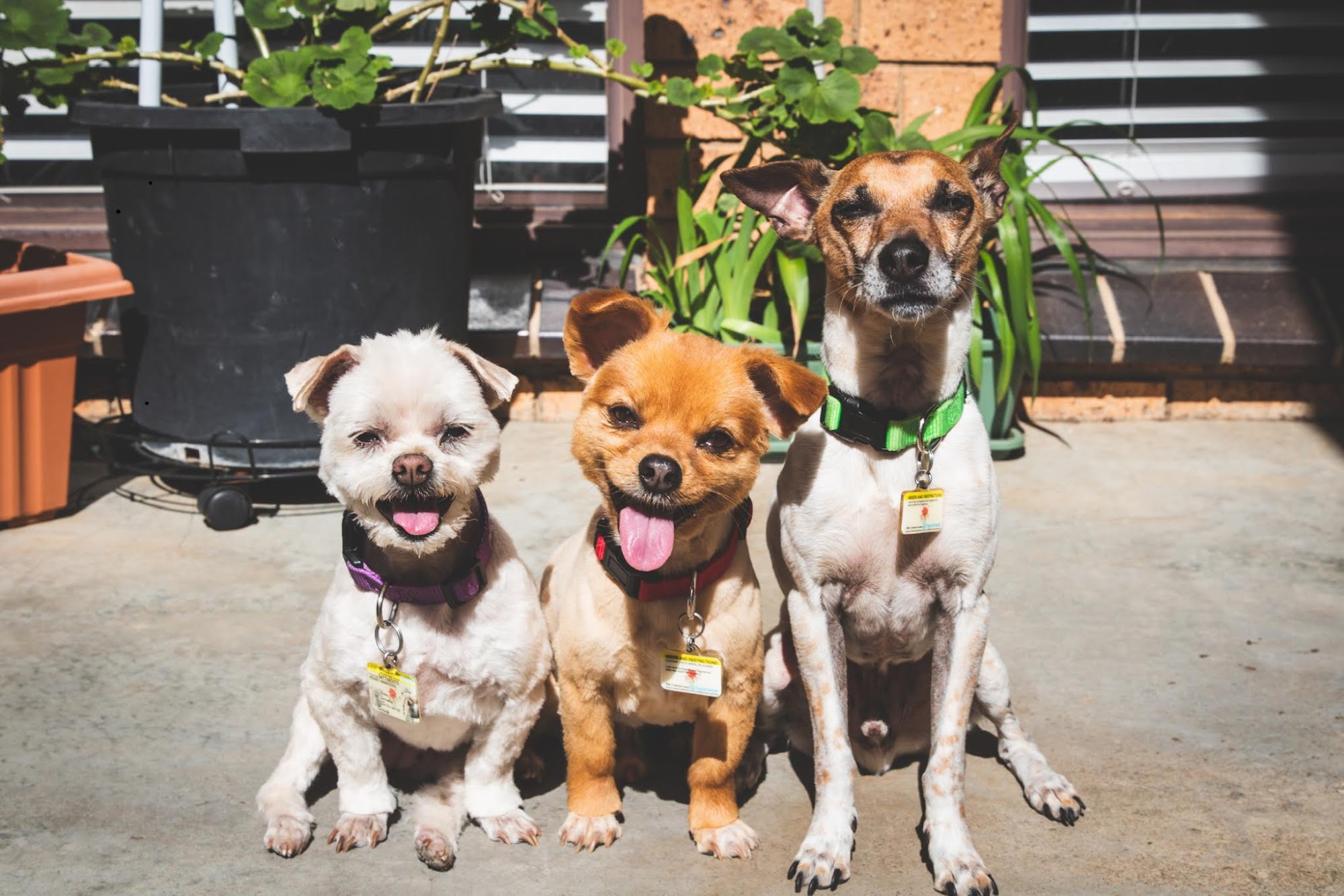 Petbarn Woden