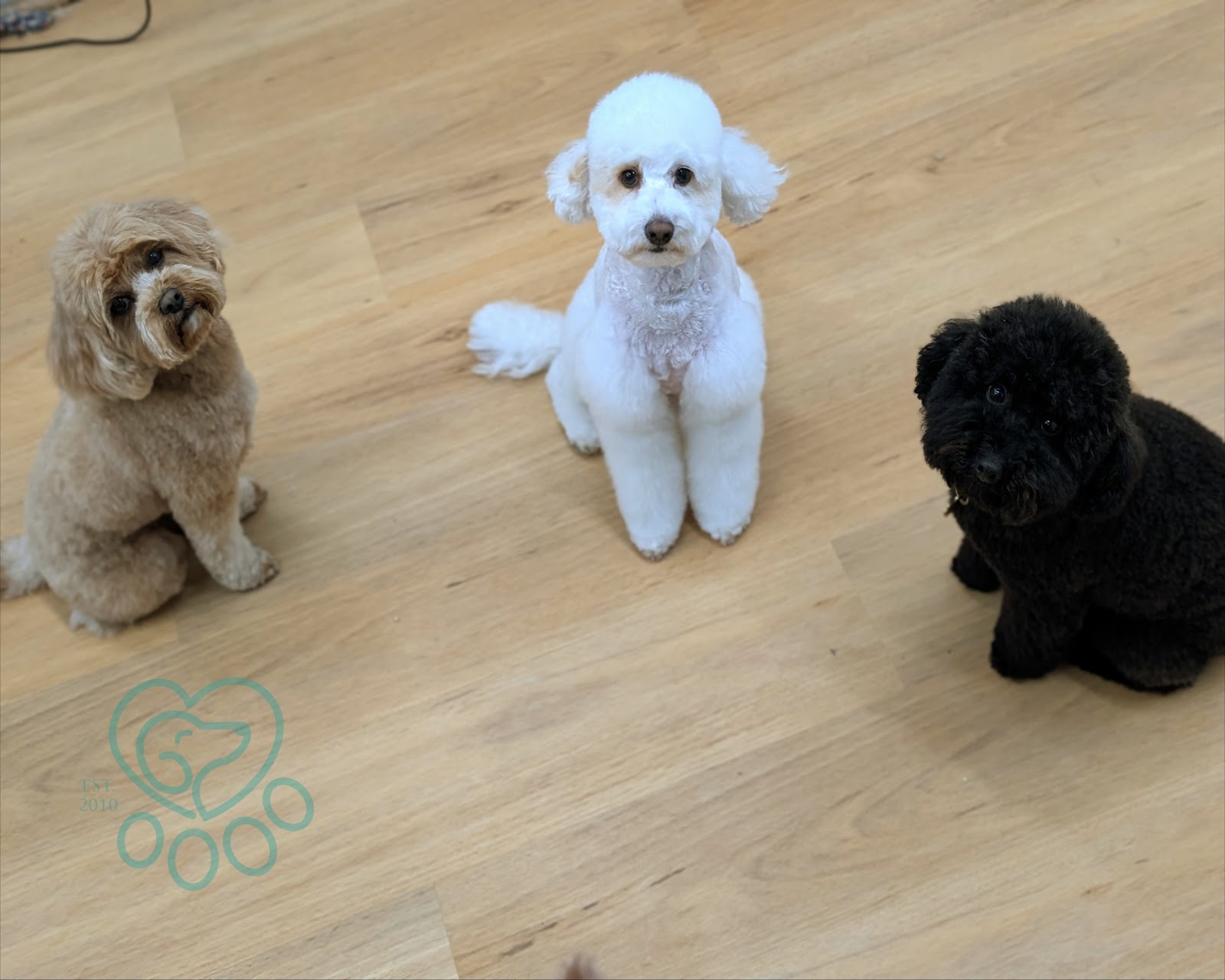 Isabel's Dog Grooming — Pet Groomers