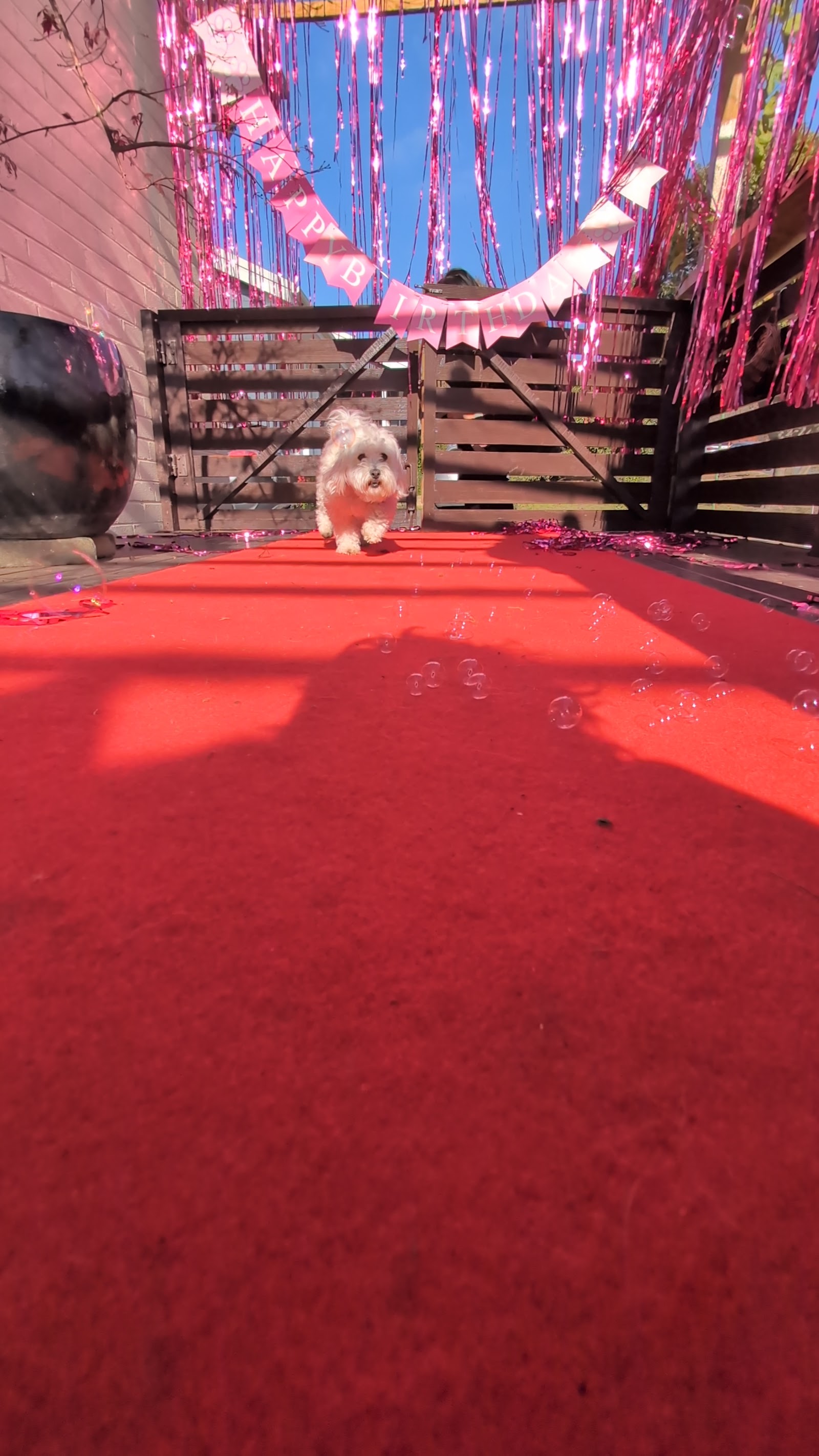 Isabel's Dog Grooming