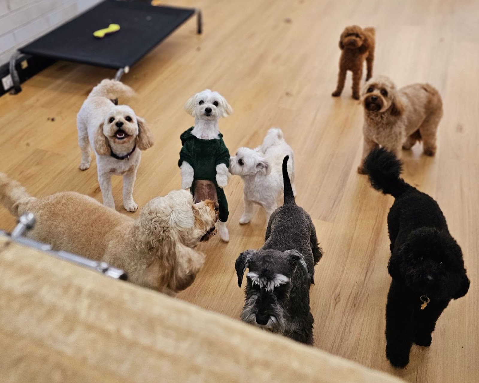 Isabel's Dog Grooming