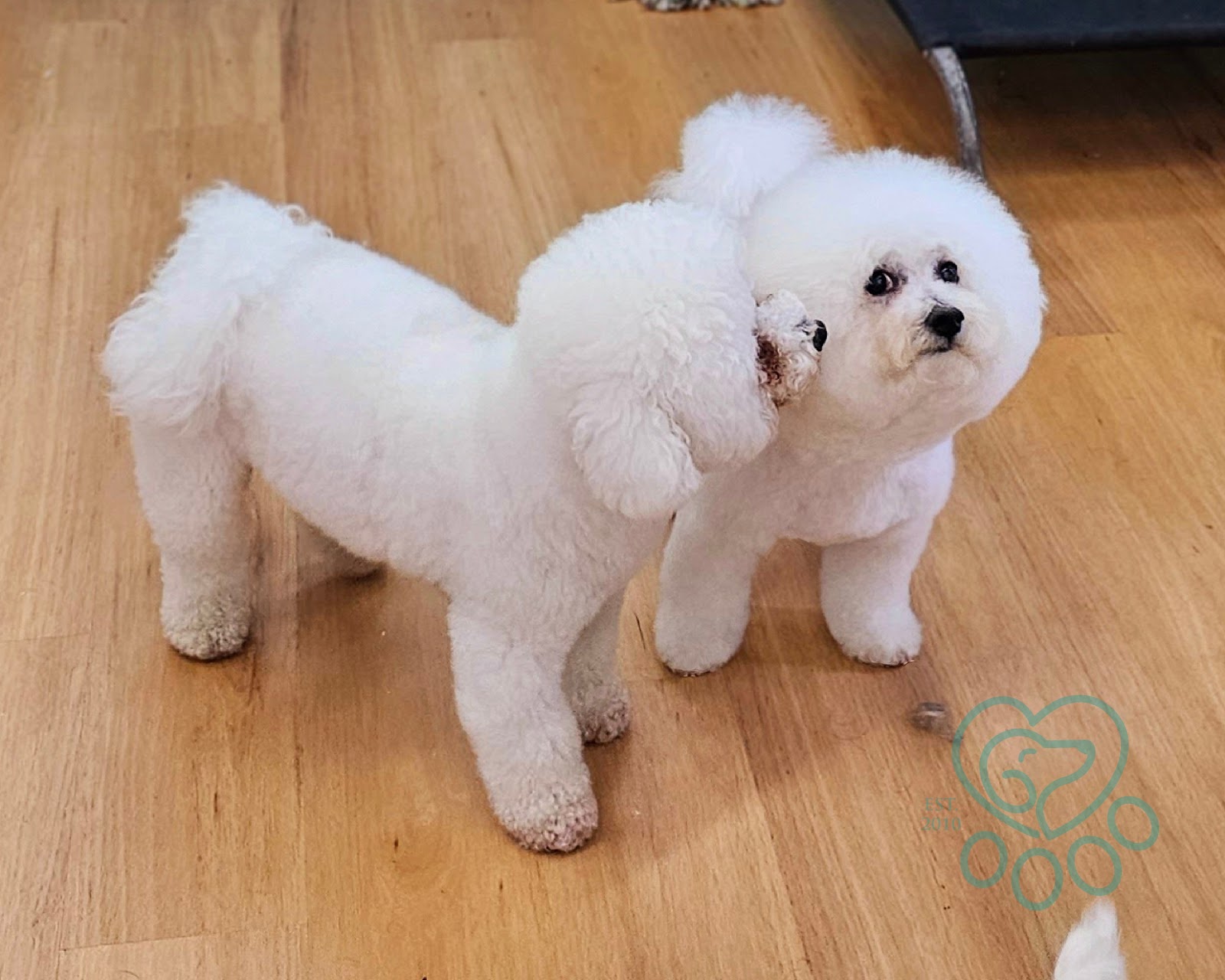 Isabel's Dog Grooming