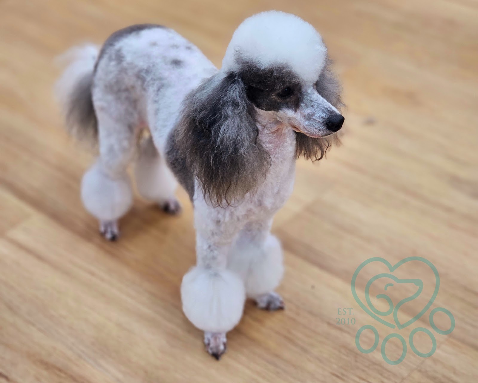 Isabel's Dog Grooming