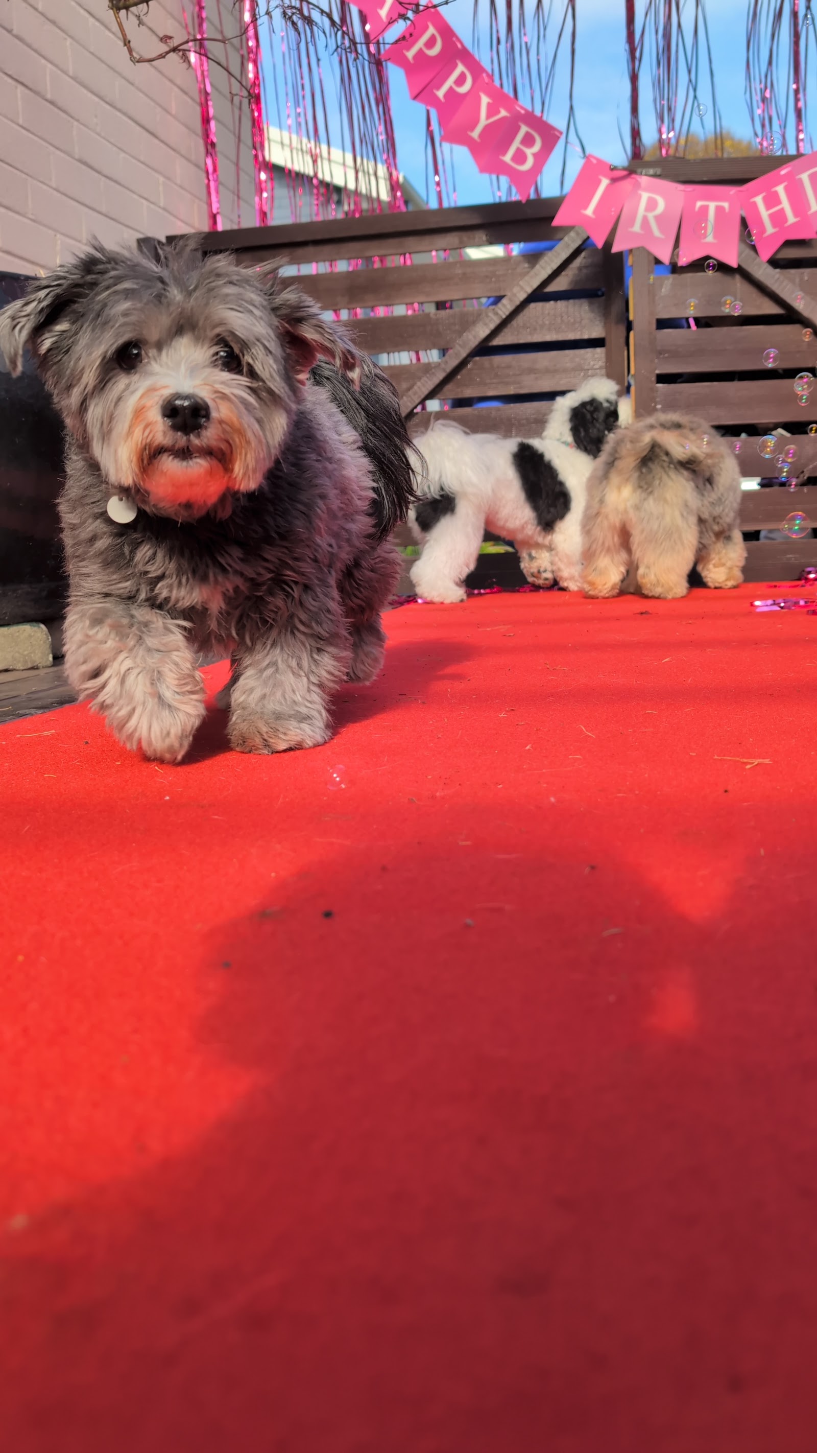Isabel's Dog Grooming