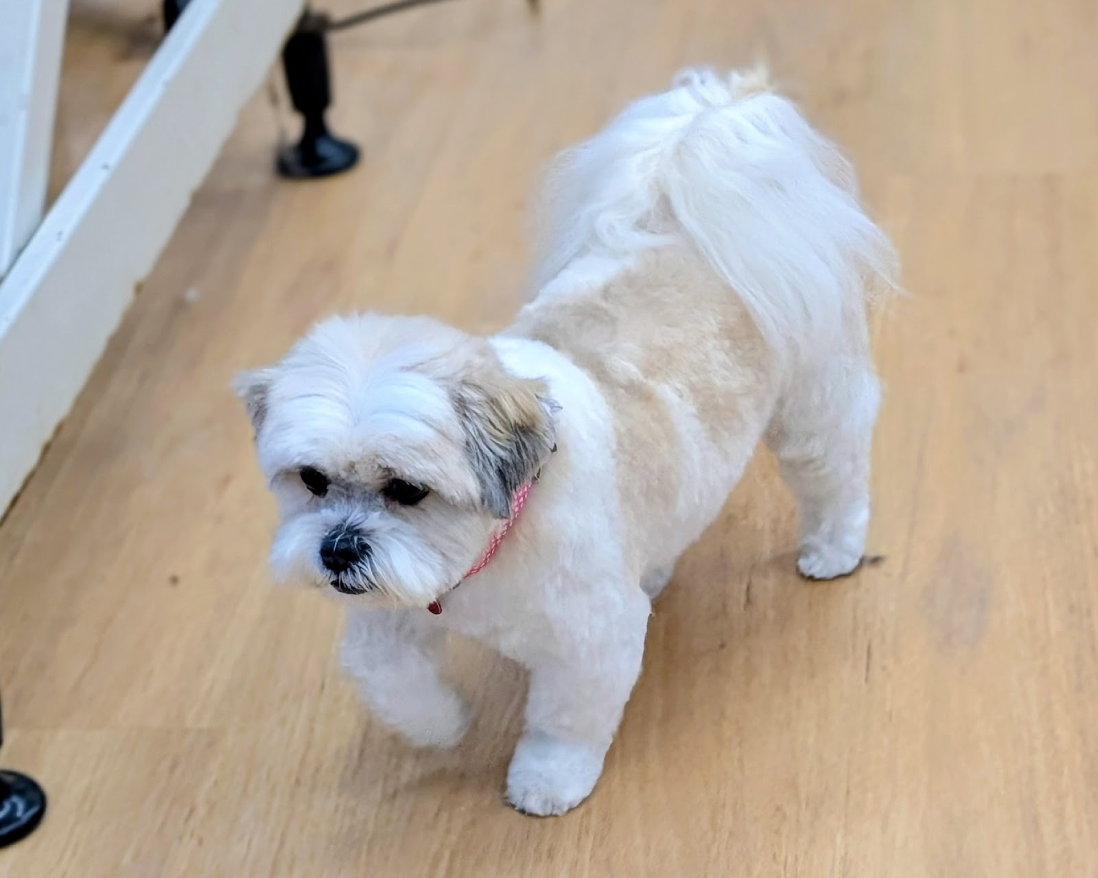 Isabel's Dog Grooming