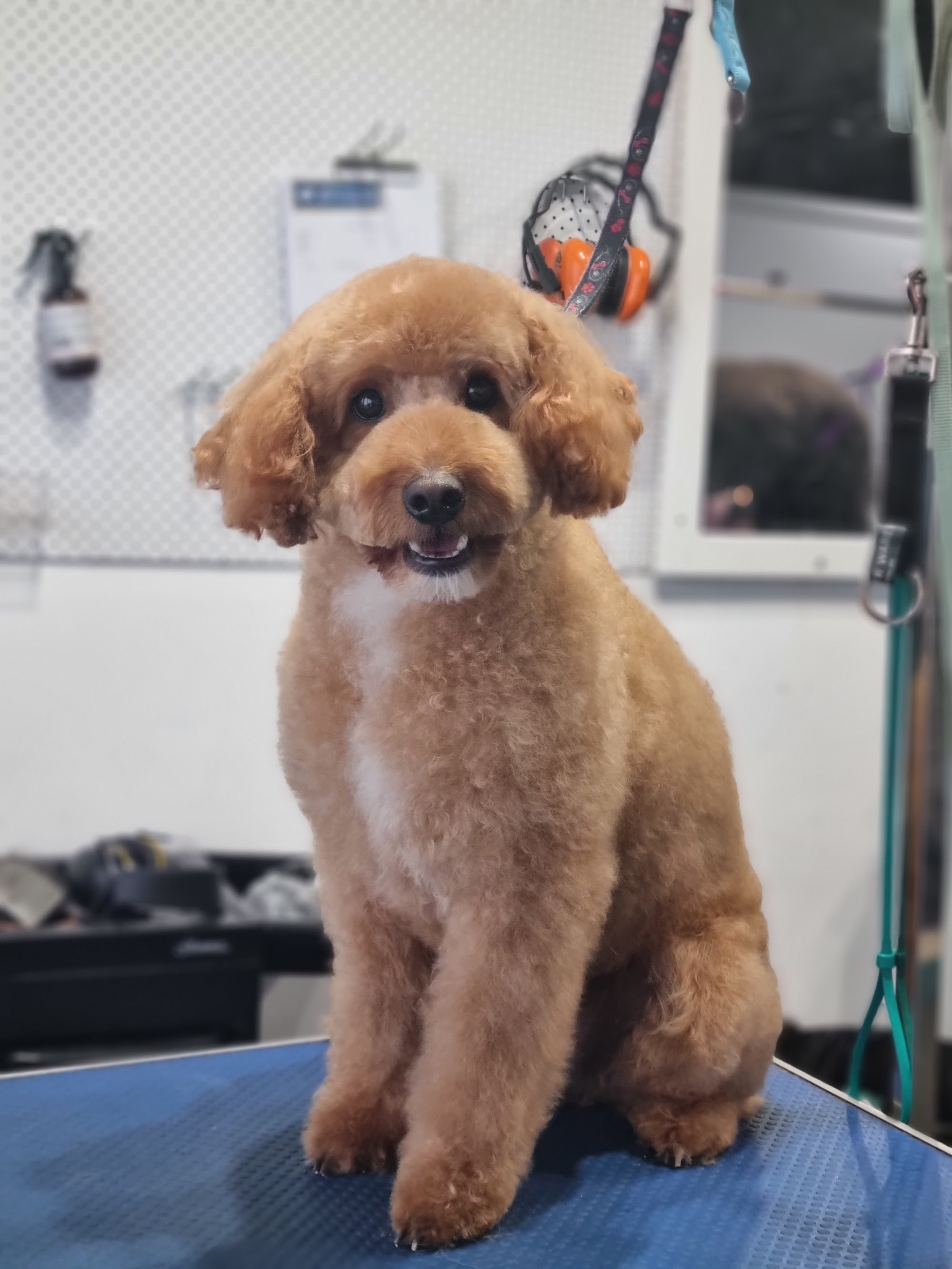Shampooch Pet Grooming — Pet Groomers