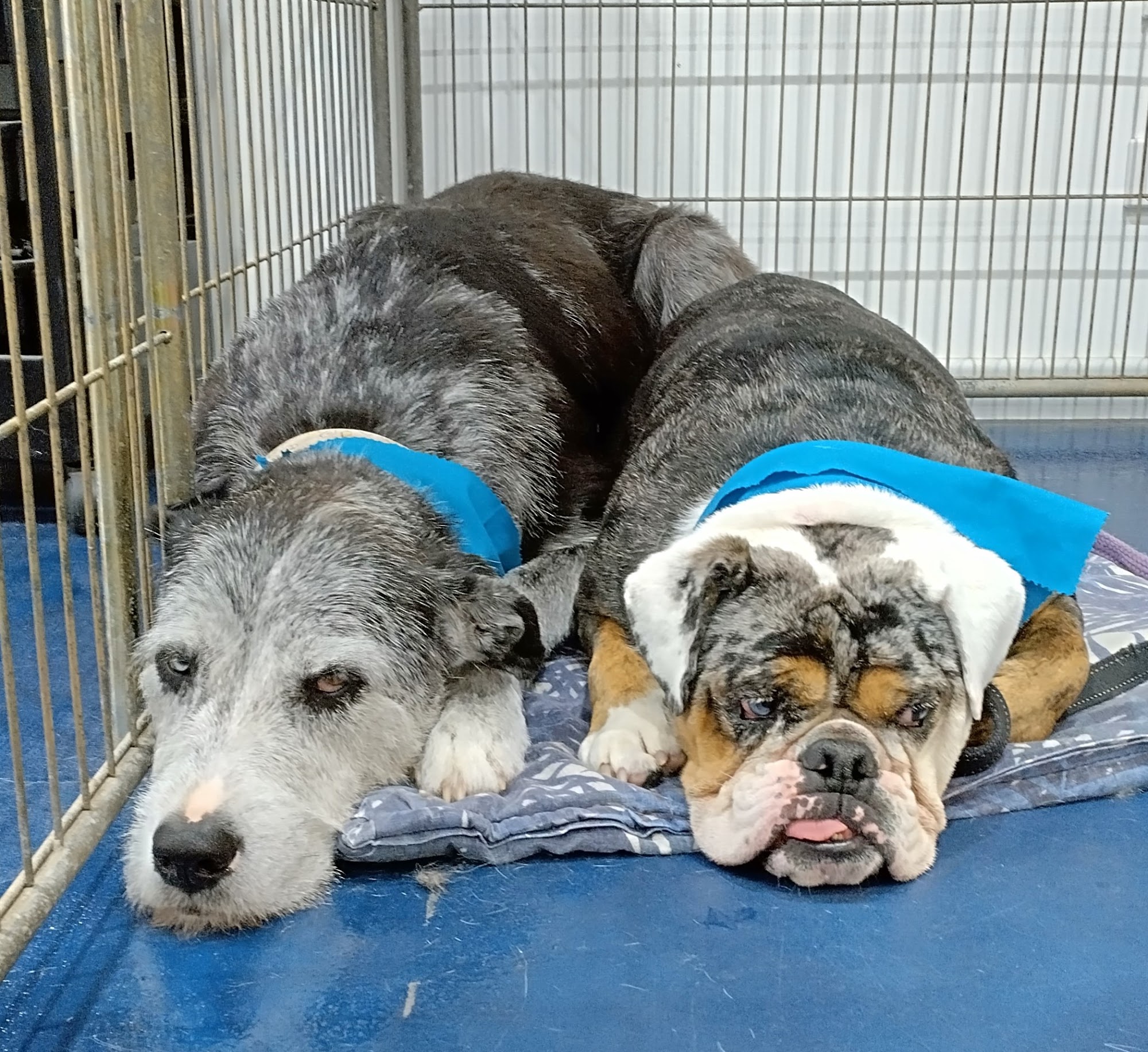 Shampooch Pet Grooming
