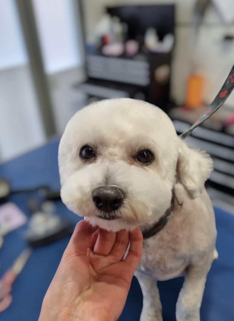 Shampooch Pet Grooming