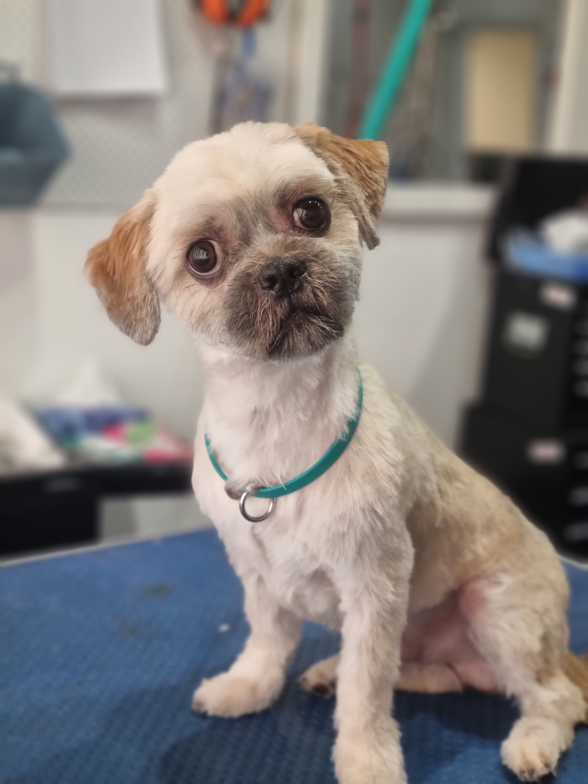 Shampooch Pet Grooming