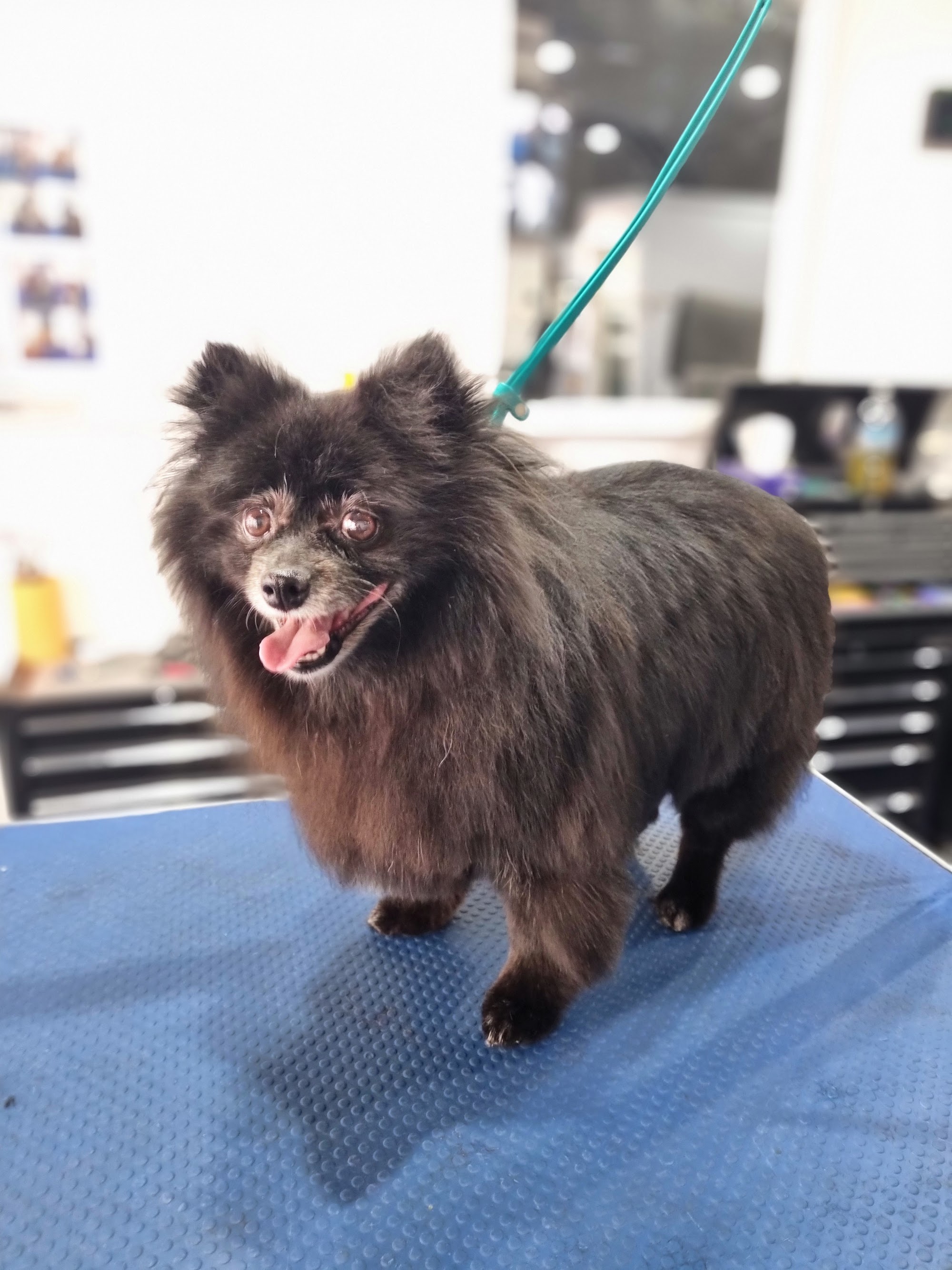 Shampooch Pet Grooming
