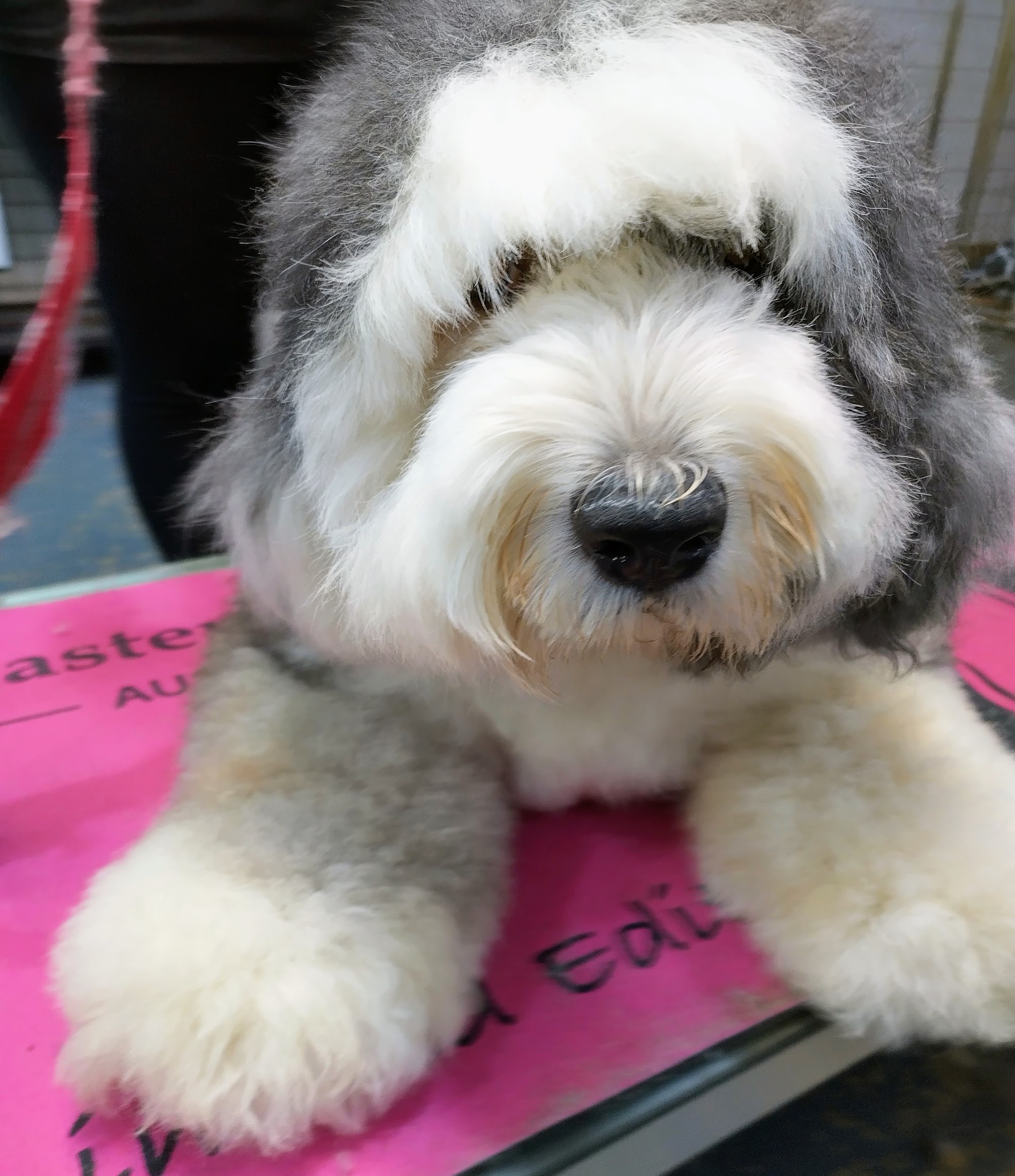 Shampooch Pet Grooming