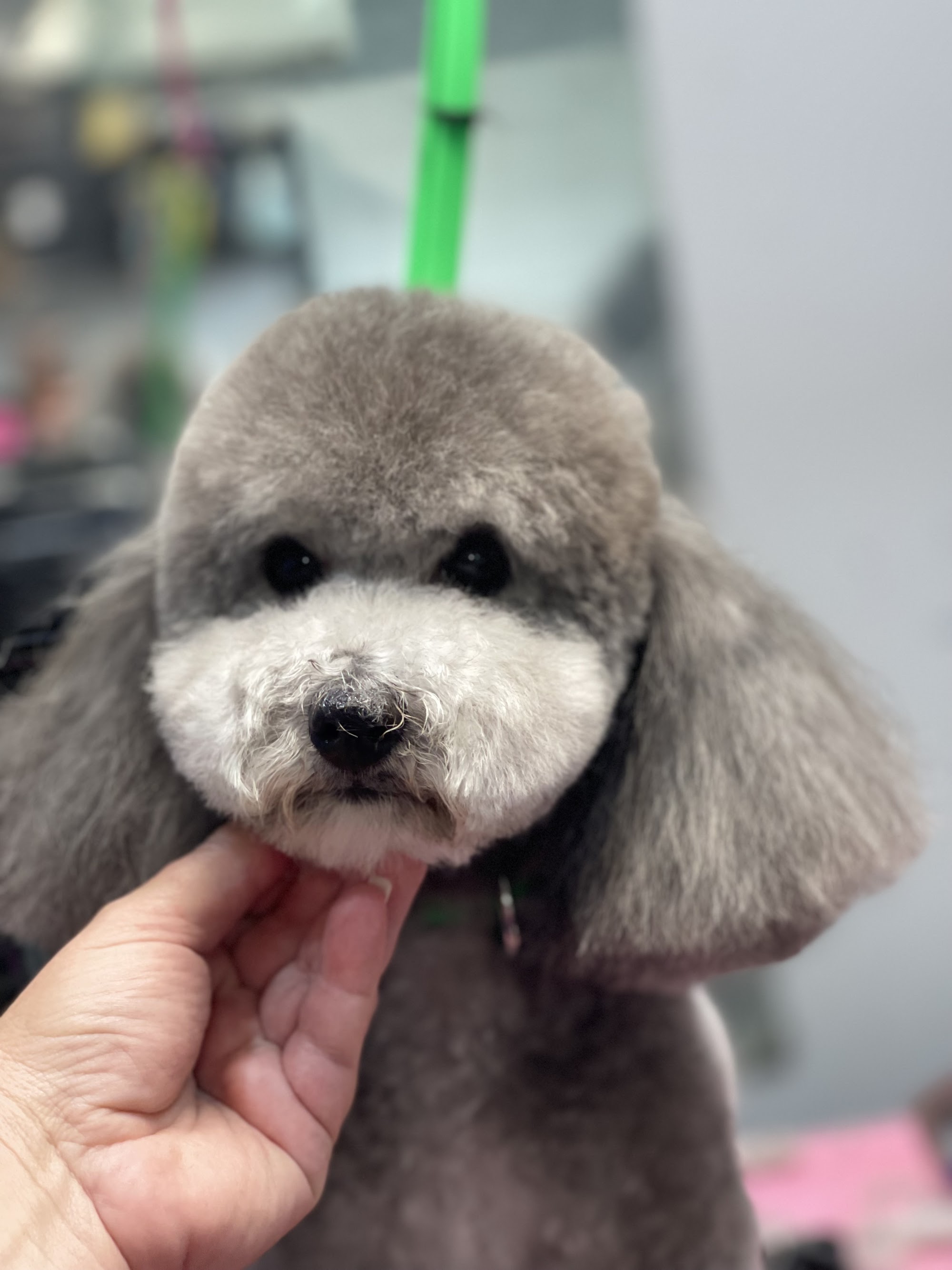 Tangled Tails — Pet Groomers