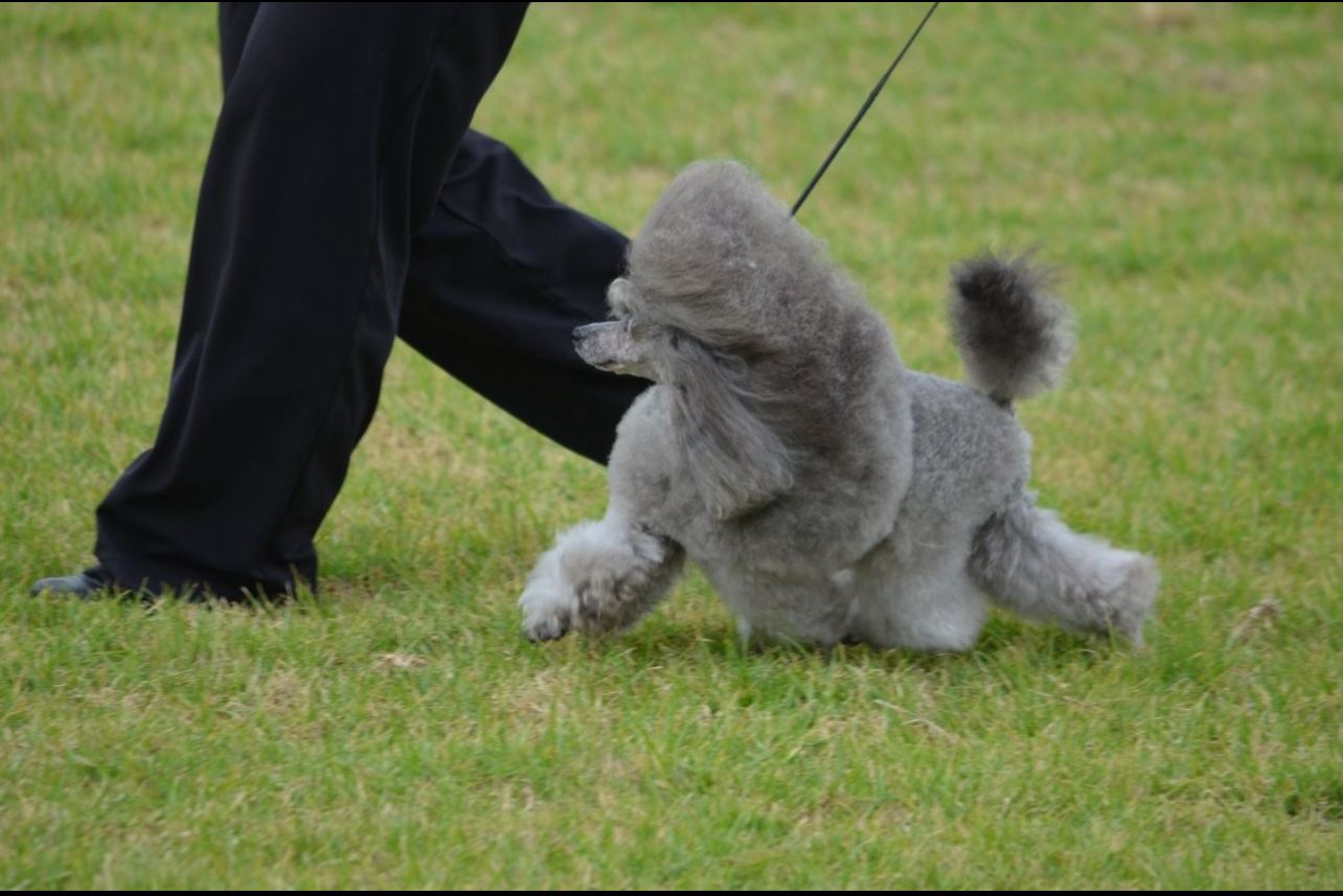 Tangled Tails