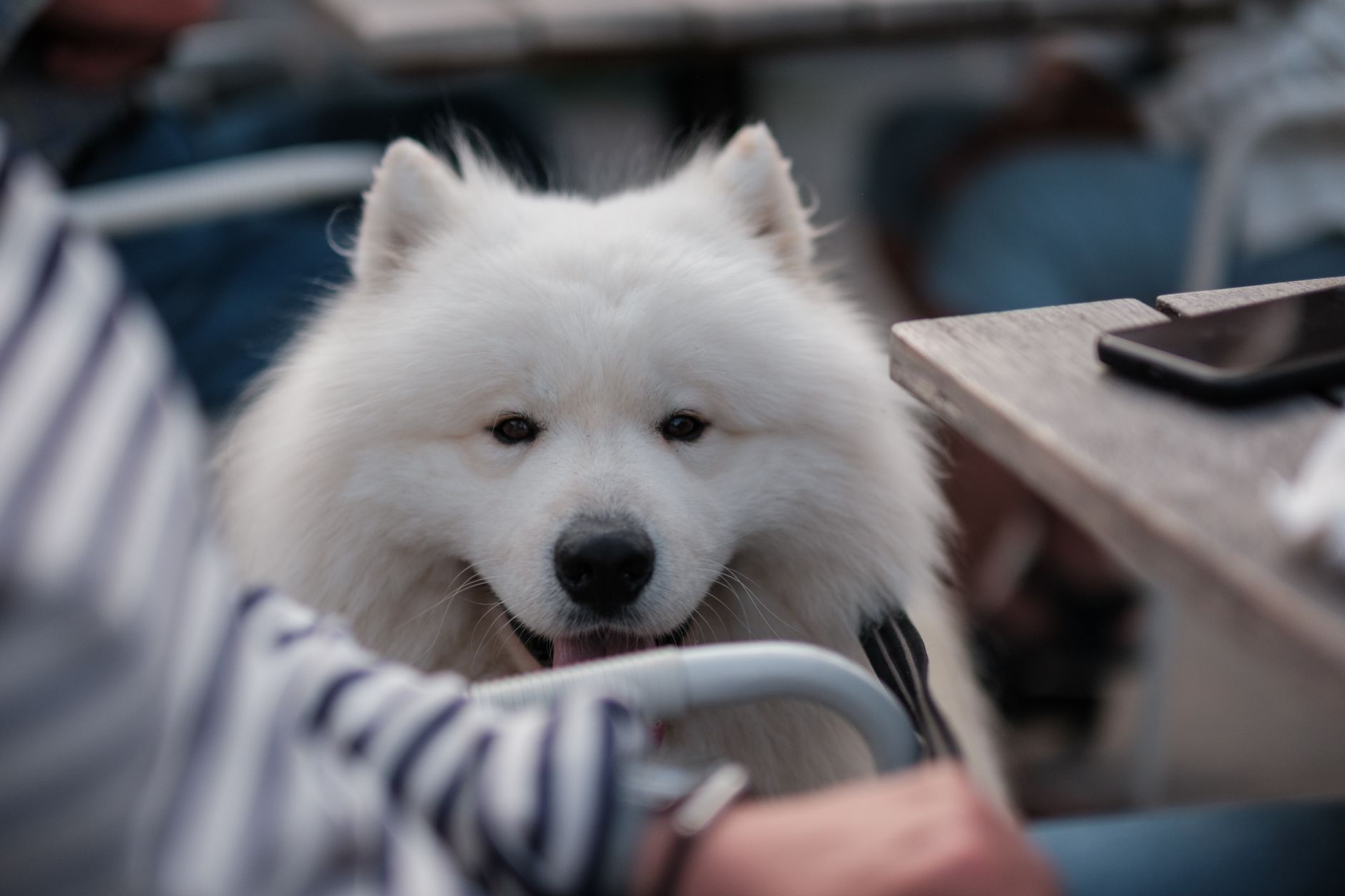 Perfect Paws Pet Grooming