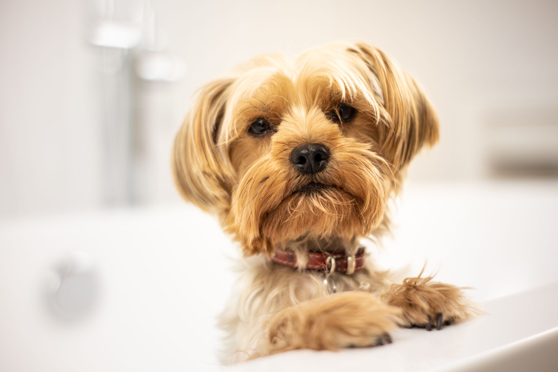 Cute Critters Pet Grooming