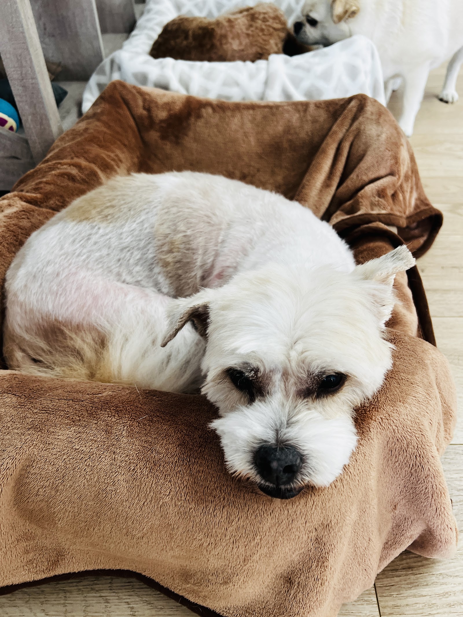 Groomer Has It