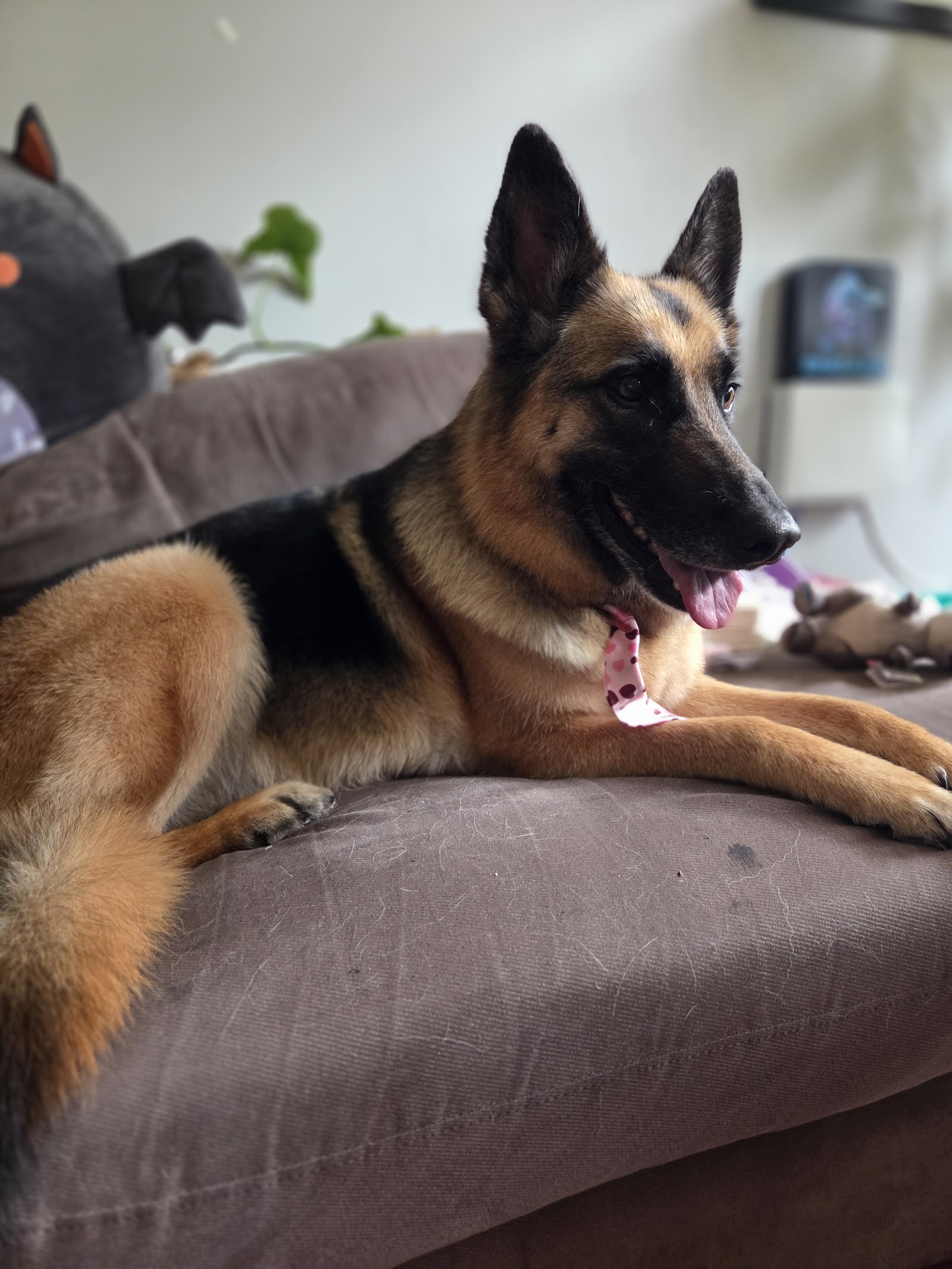 Groomer Has It — Pet Groomers