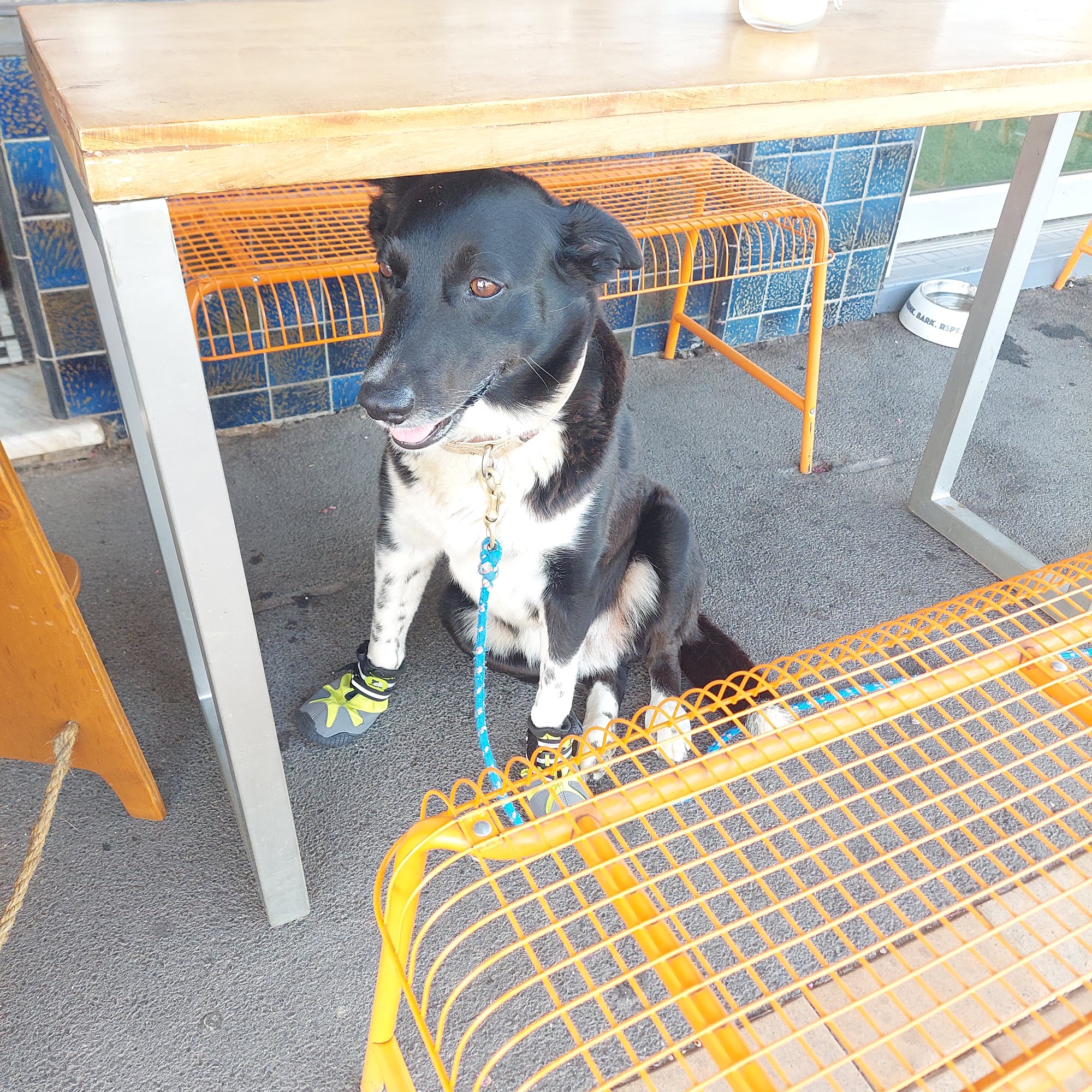 Cootamundra Veterinary Clinic — Pet Groomers