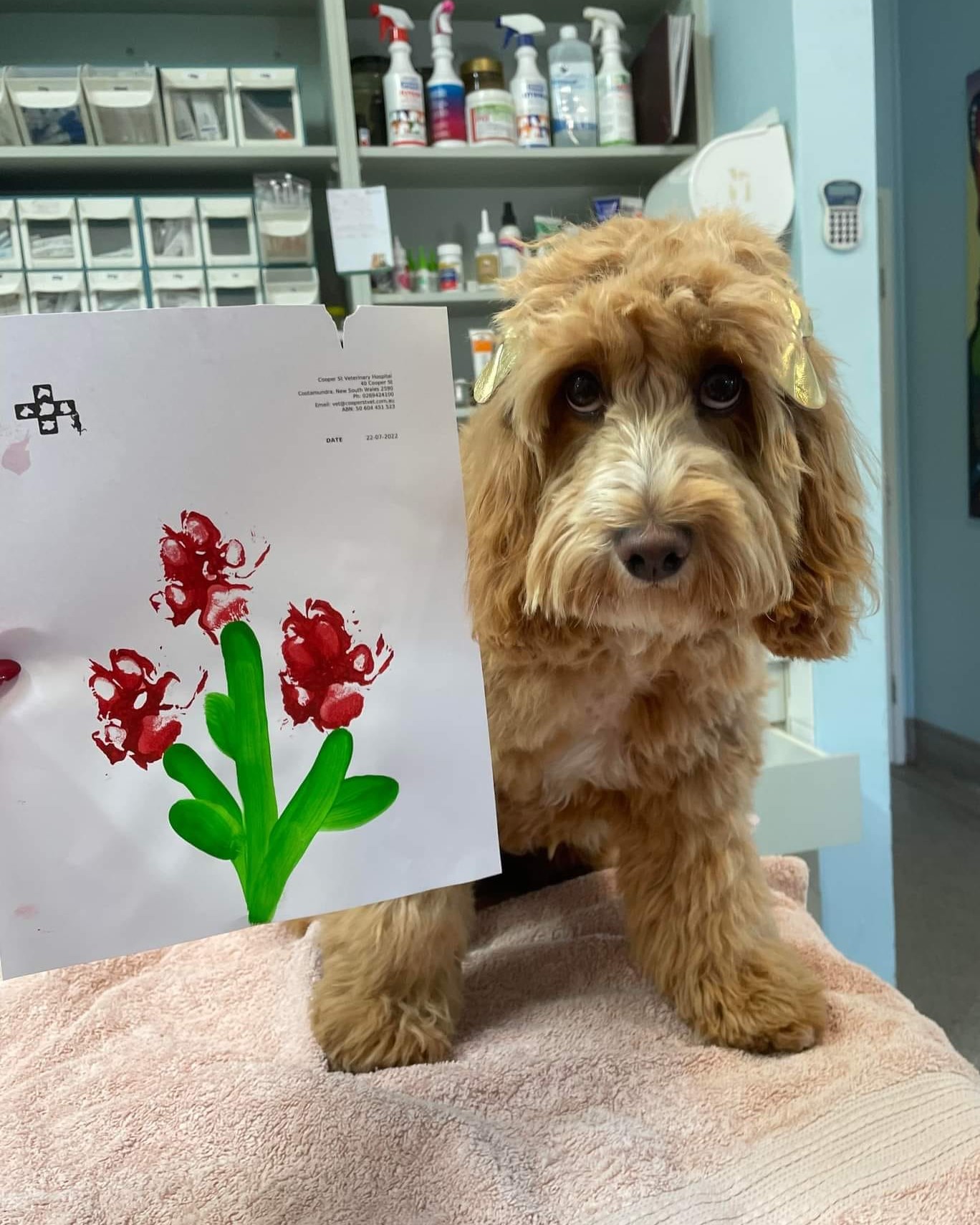 Cooper Street Veterinary Hospital
