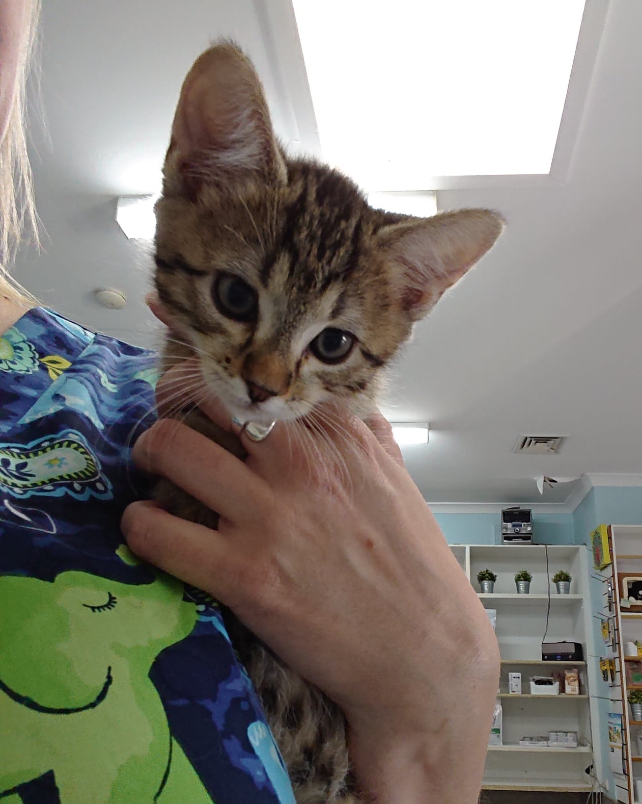 Cooper Street Veterinary Hospital