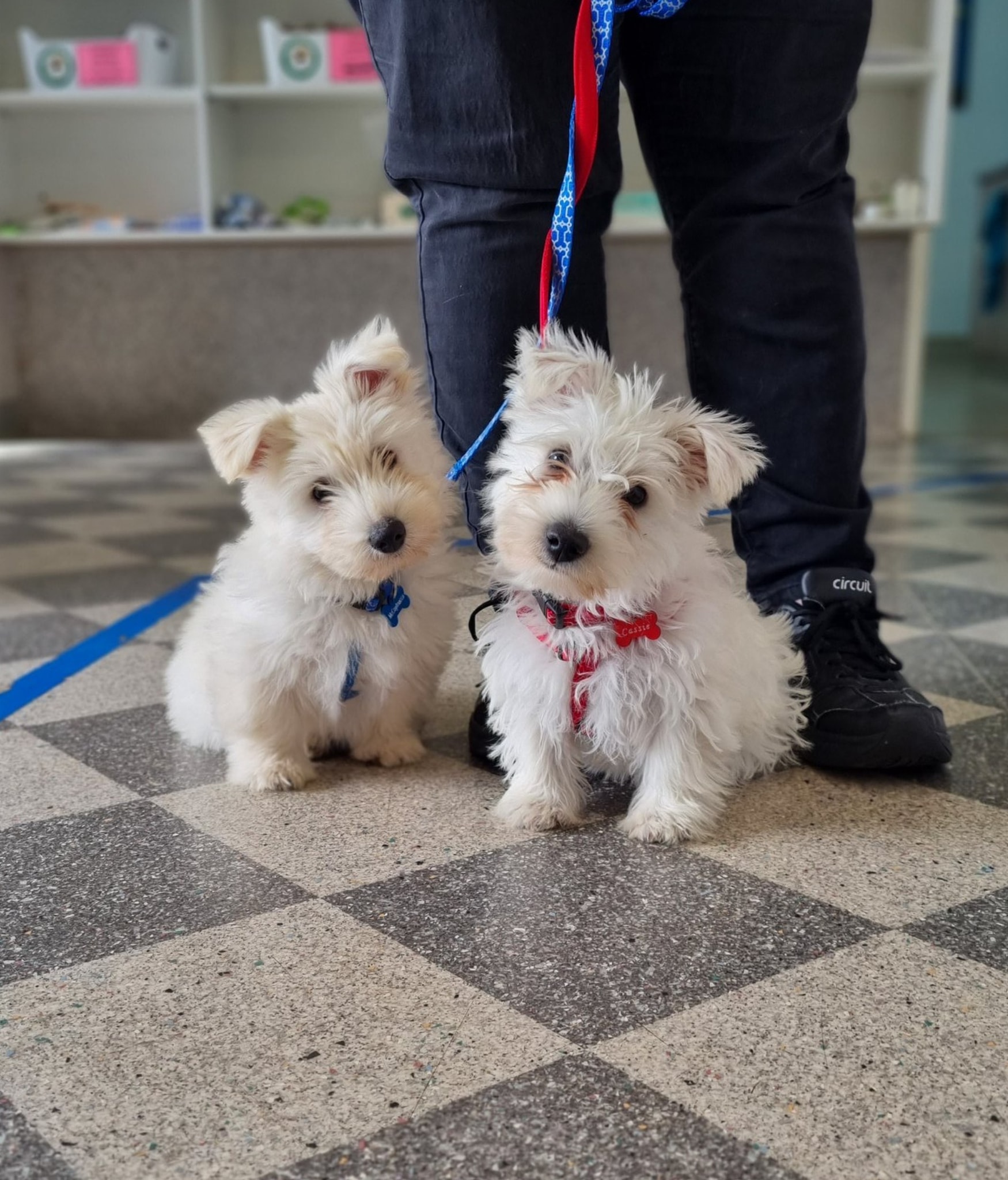 Cooper Street Veterinary Hospital