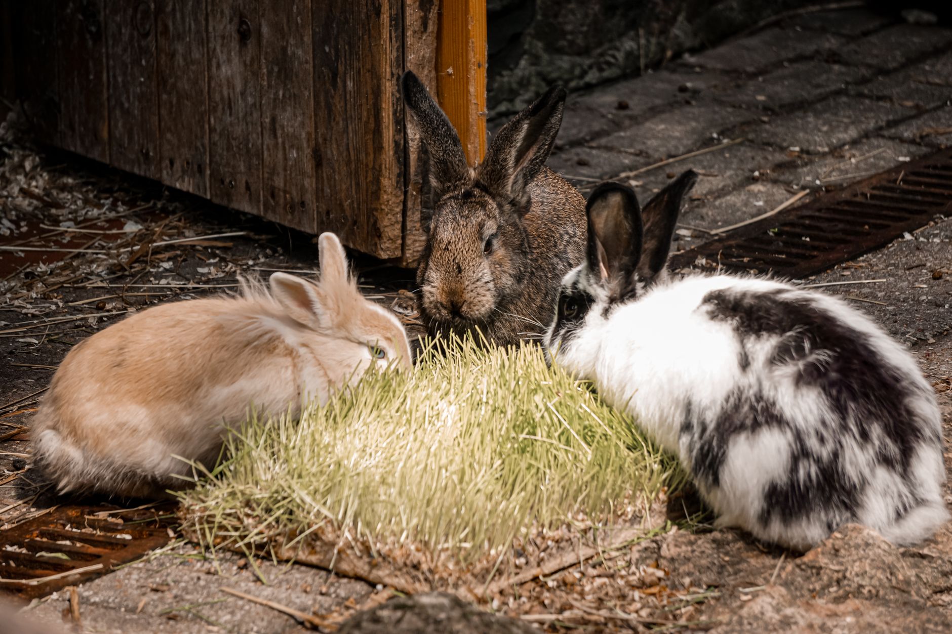 Coota Stock Feeds & Hunting Supplies