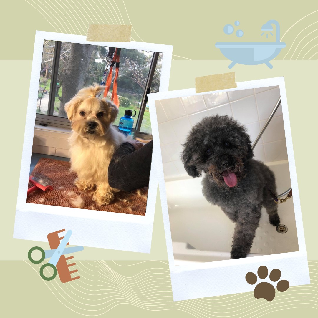 The Grange Grooming — Pet Groomers