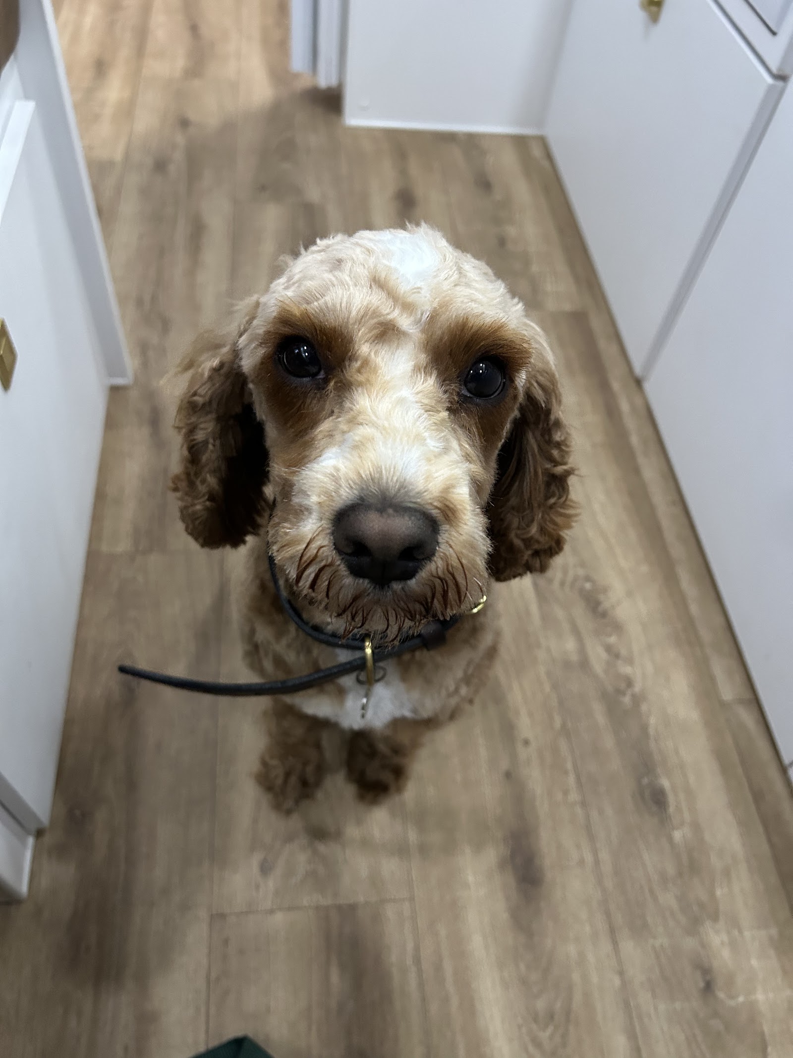 The Grange Grooming