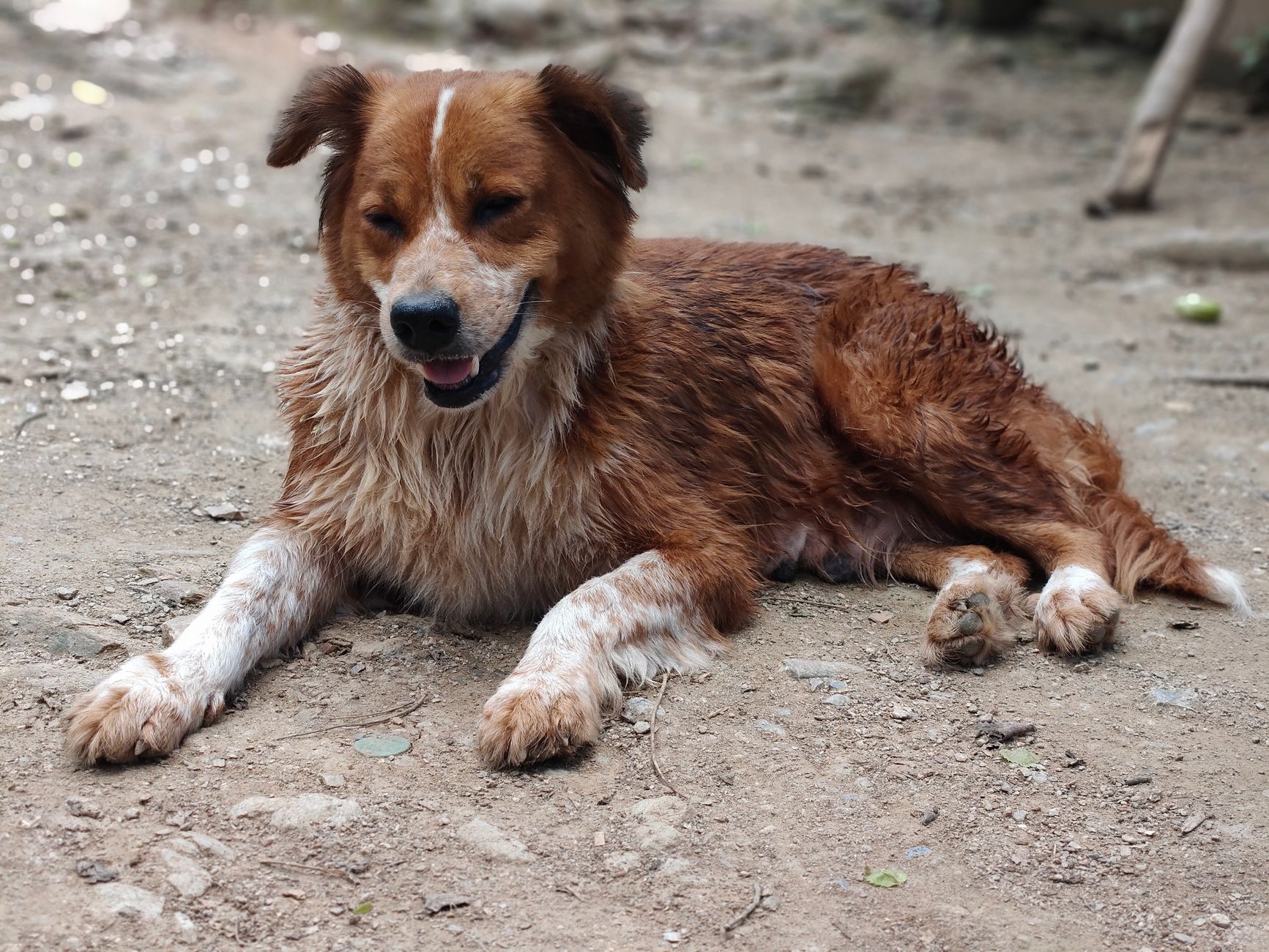 Cootamundra Boarding Kennels
