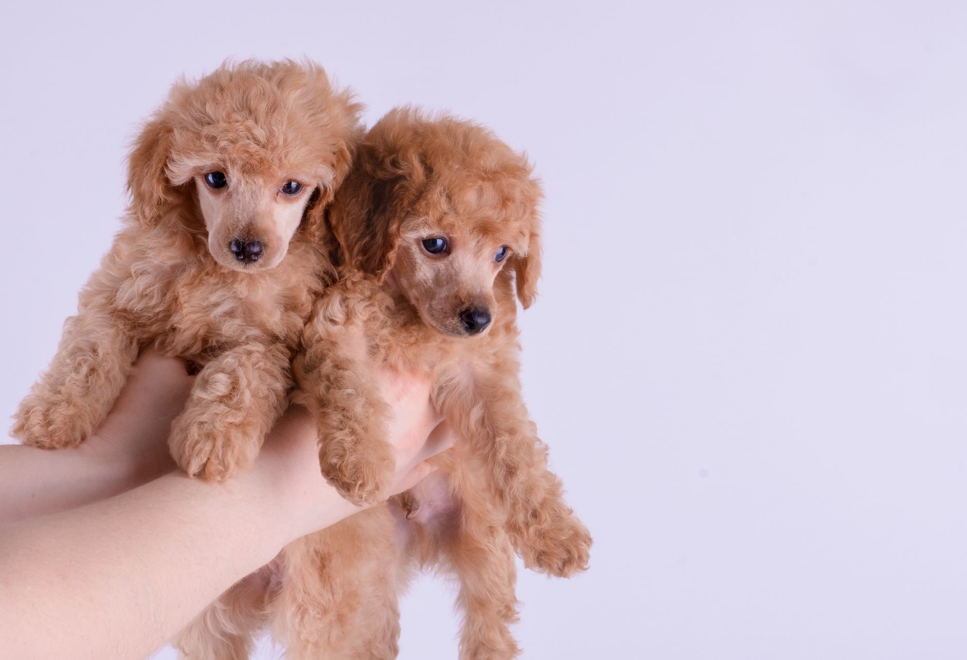 Kudlepups — Pet Groomers