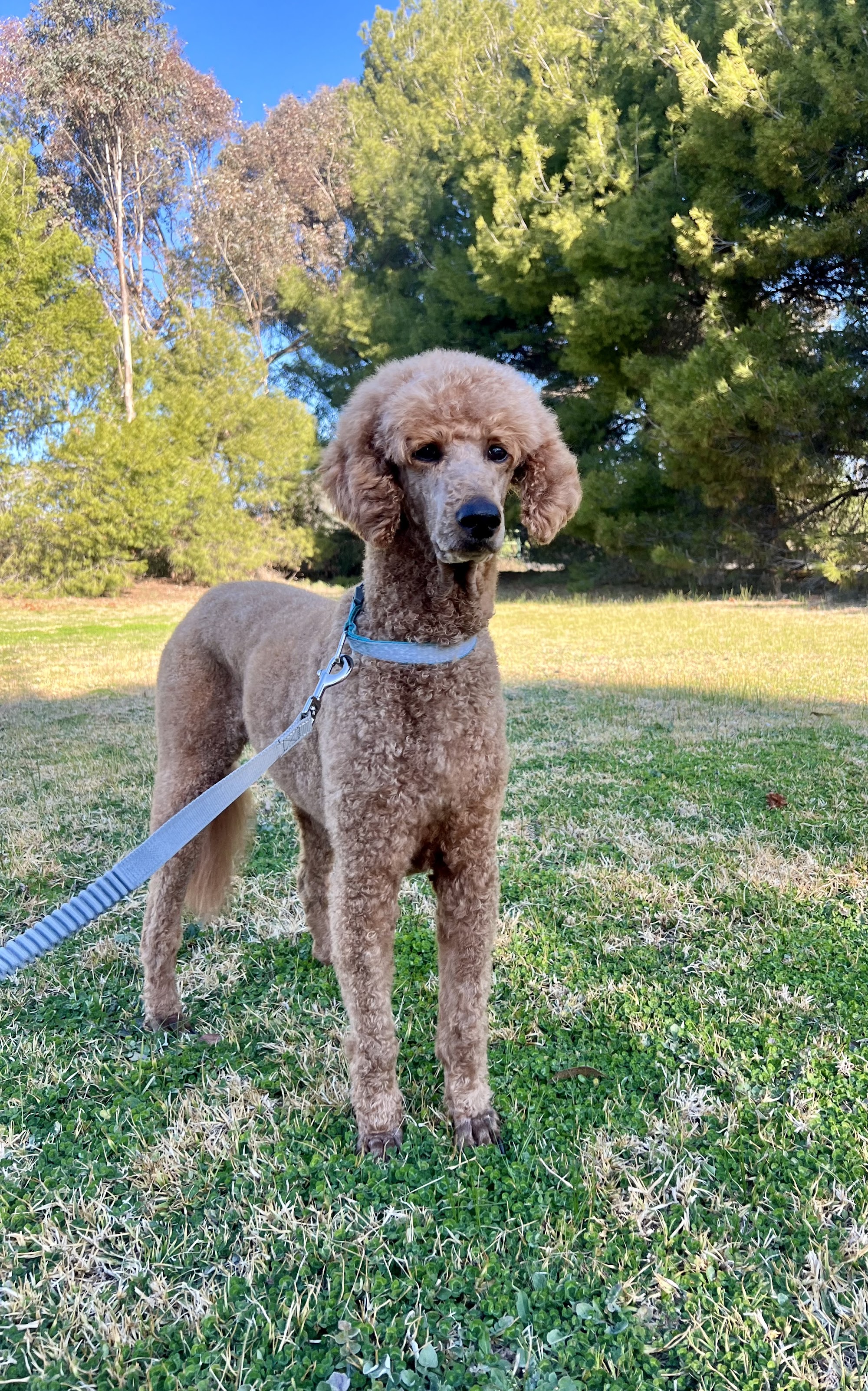 Dontay Pet Grooming — Pet Groomers
