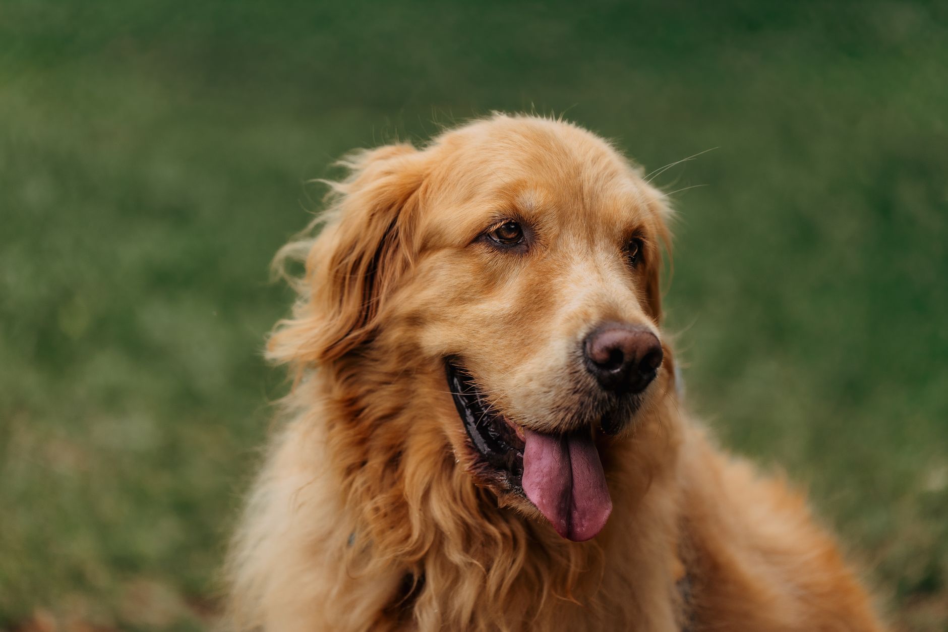 Pandora Paws — Pet Groomers