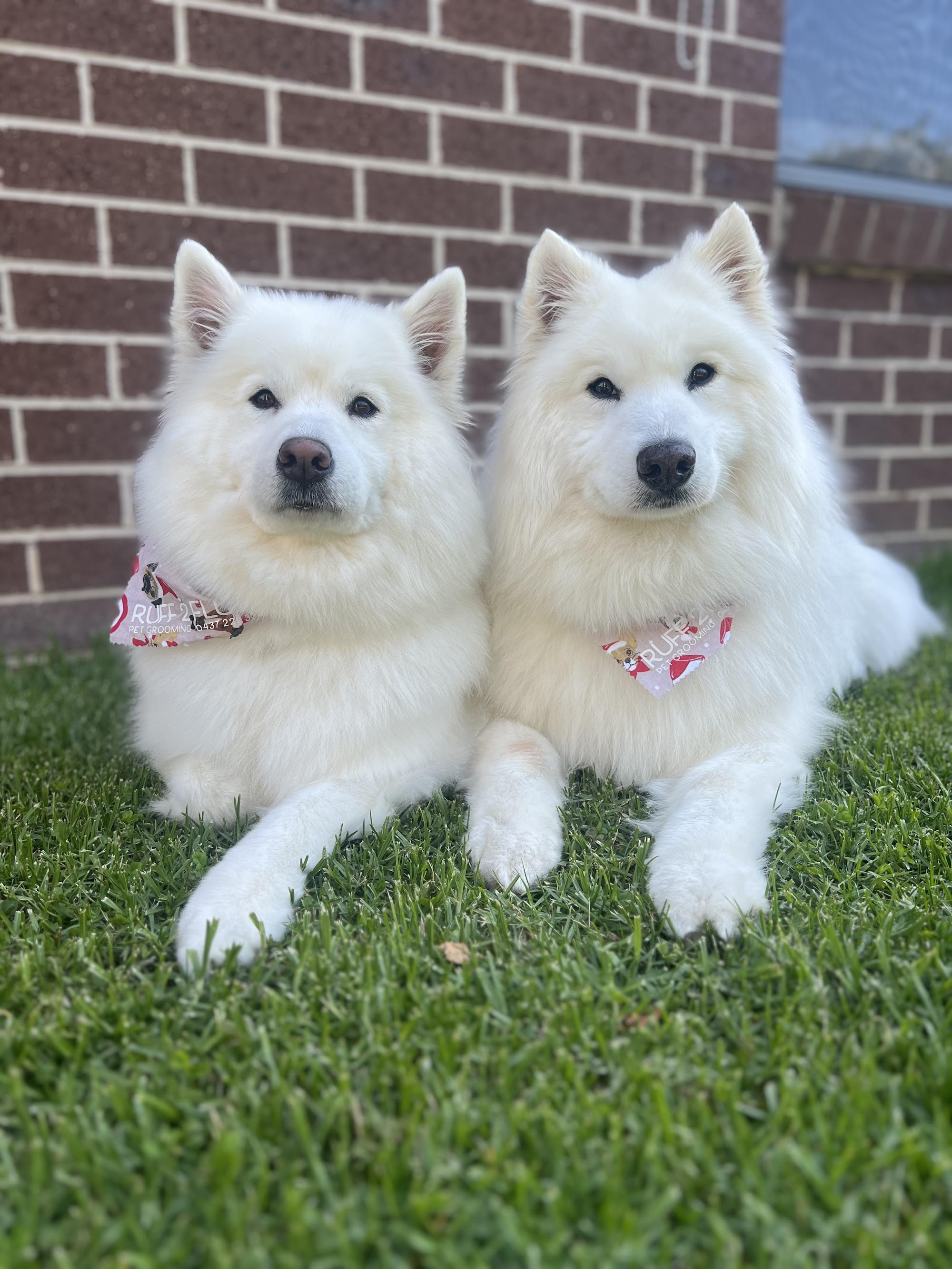 Ruff 2 Fluff — Pet Groomers