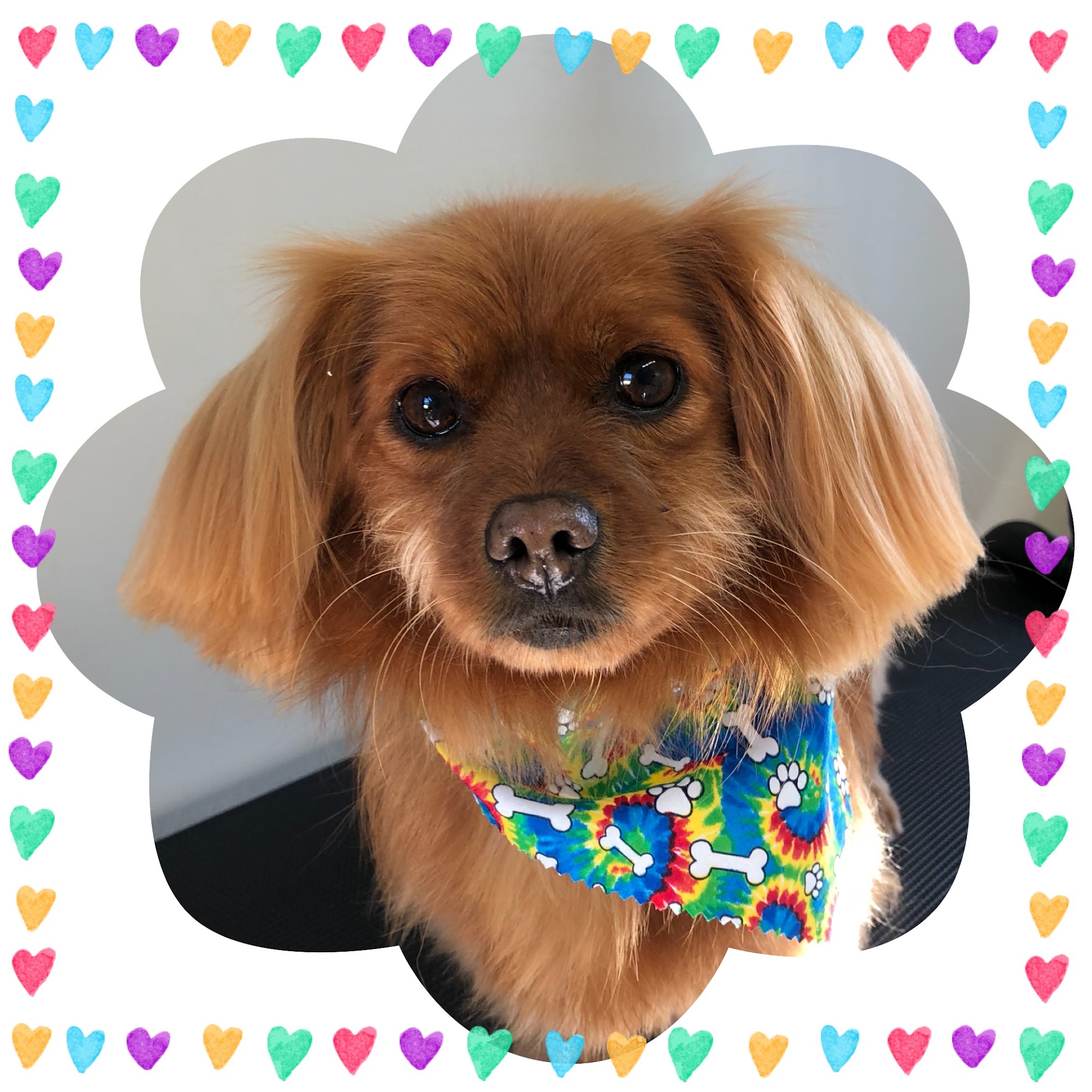 Bega Valley Dog Grooming — Pet Groomers