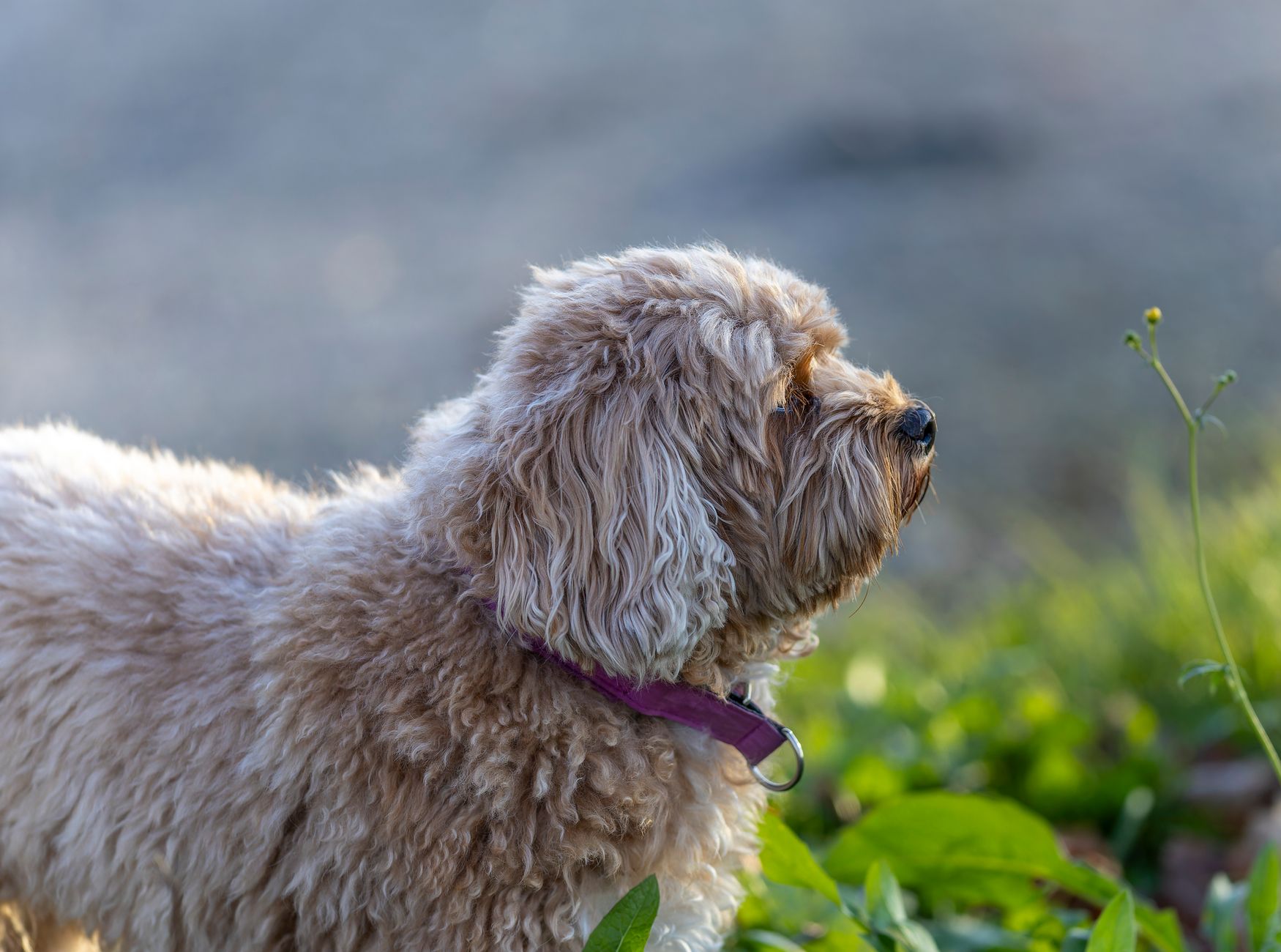 Bega Valley Dog Grooming