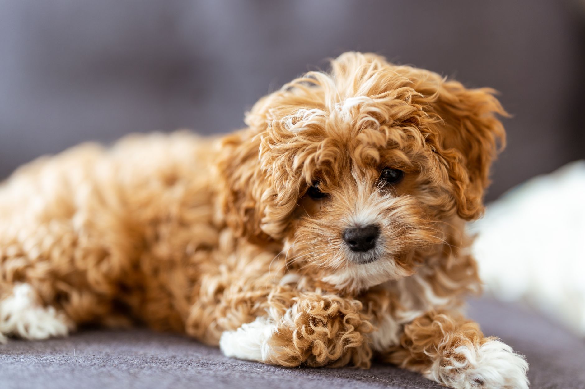 Bega Valley Dog Grooming