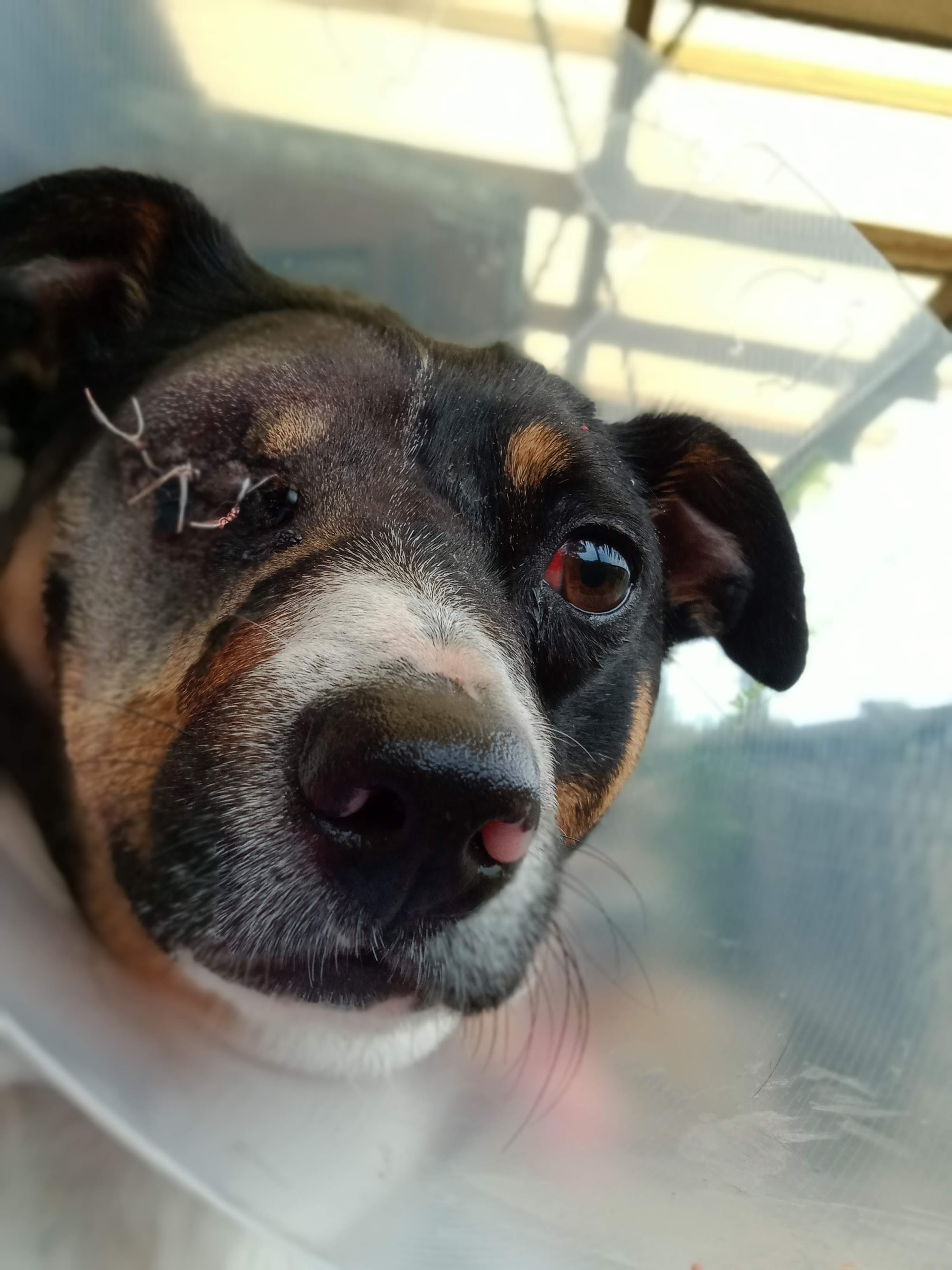 Bega Veterinary Hospital — Pet Groomers