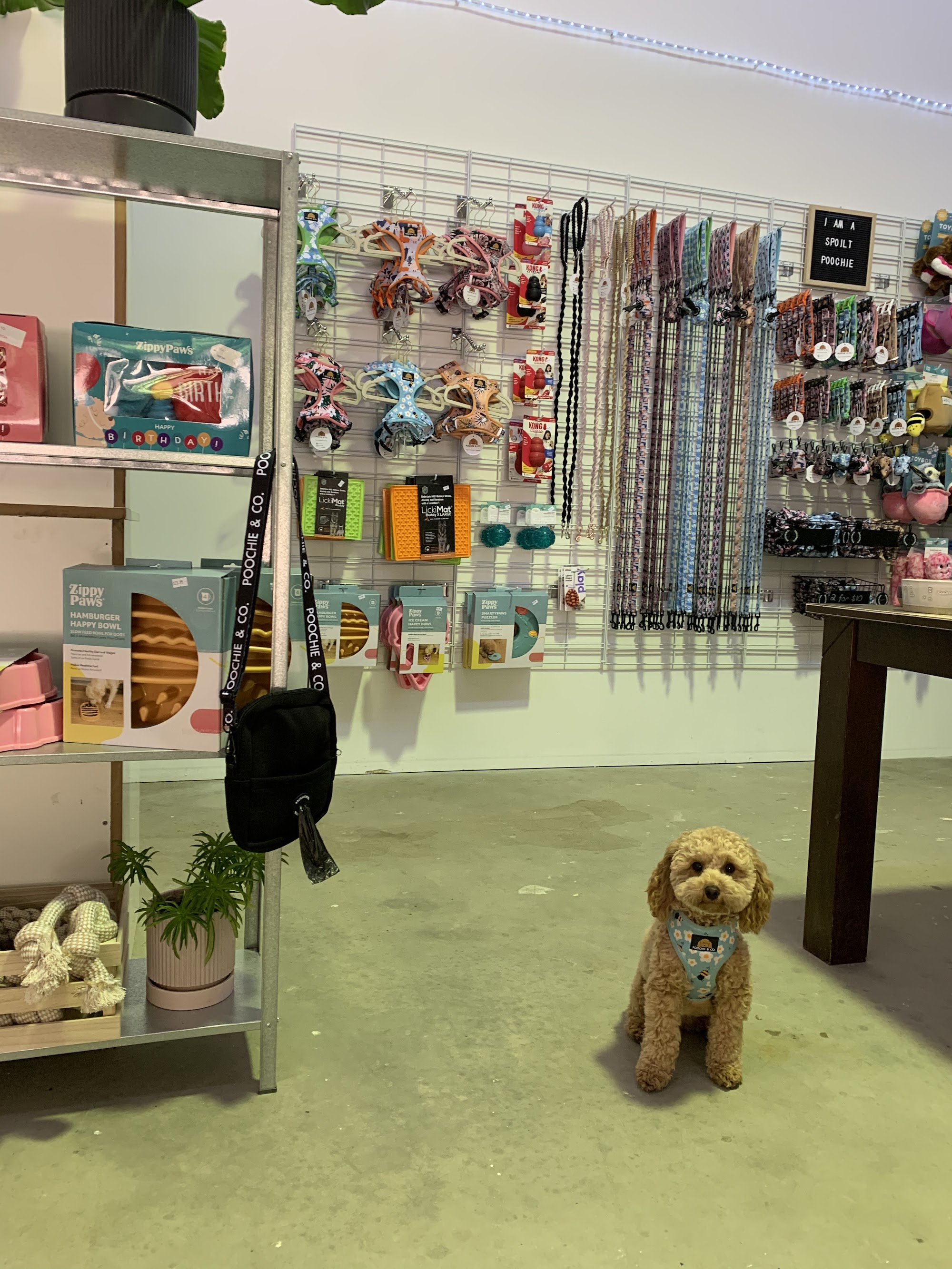 Poochie & Co. — Pet Groomers