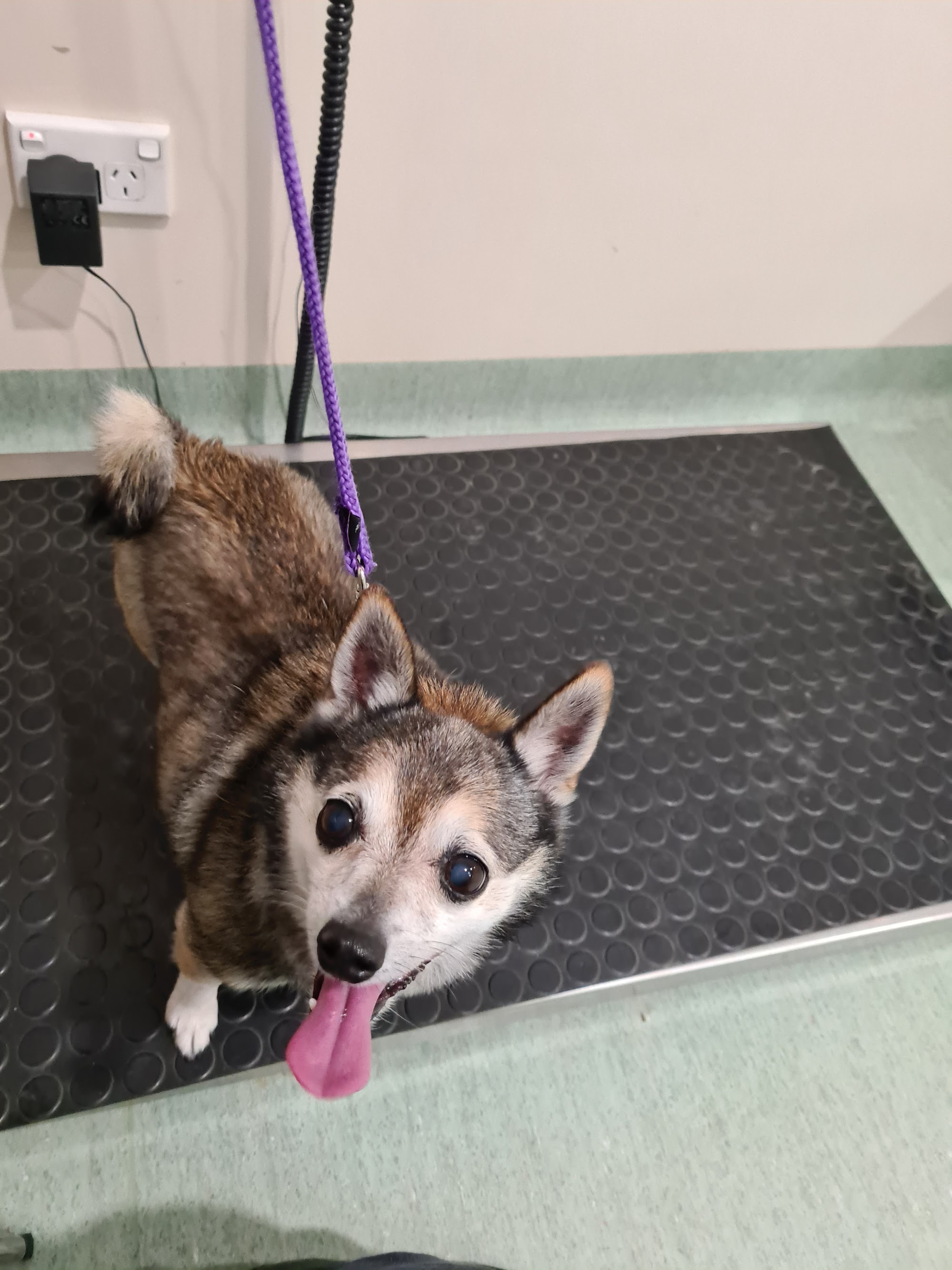 Snowy Vets - Cooma (24/7 Emergency Service)
