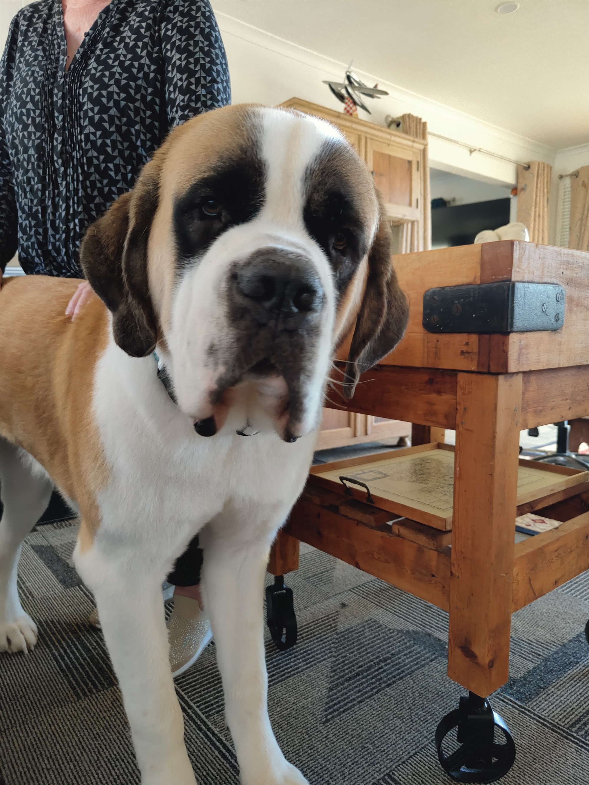 Snowy Vets - Cooma (24/7 Emergency Service)