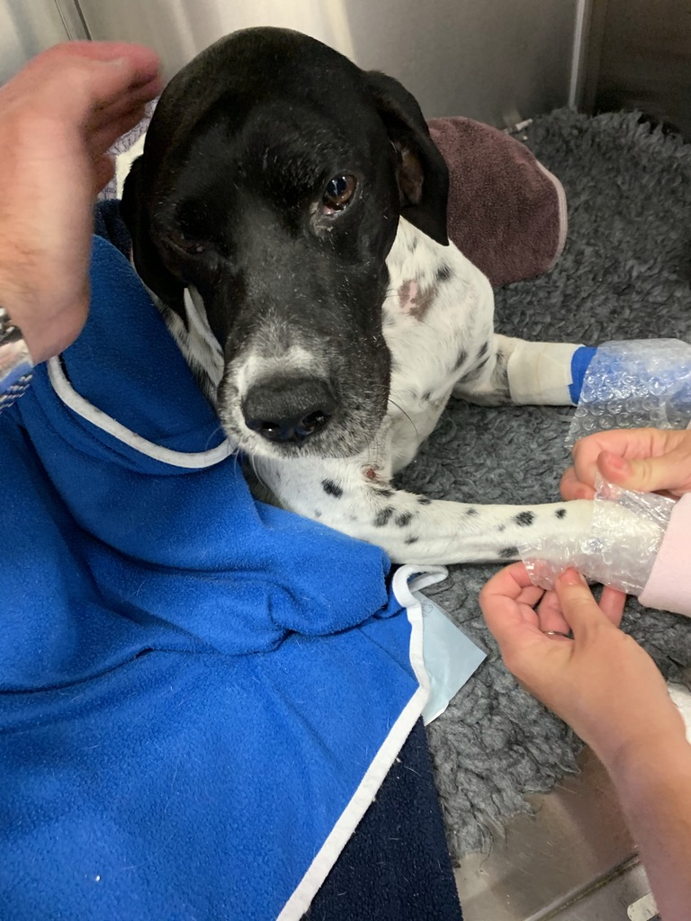 Montague Vets