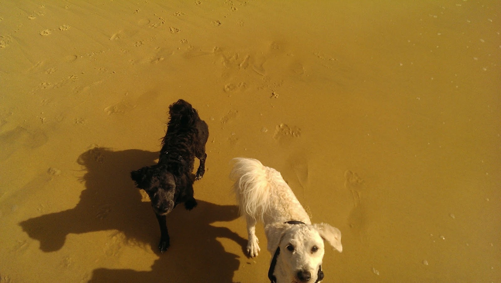Montague Vets
