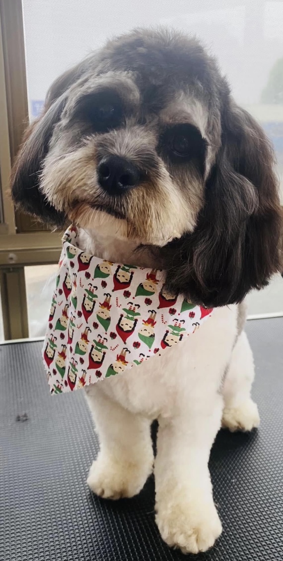 Salty Dog Grooming Salon Narooma — Pet Groomers