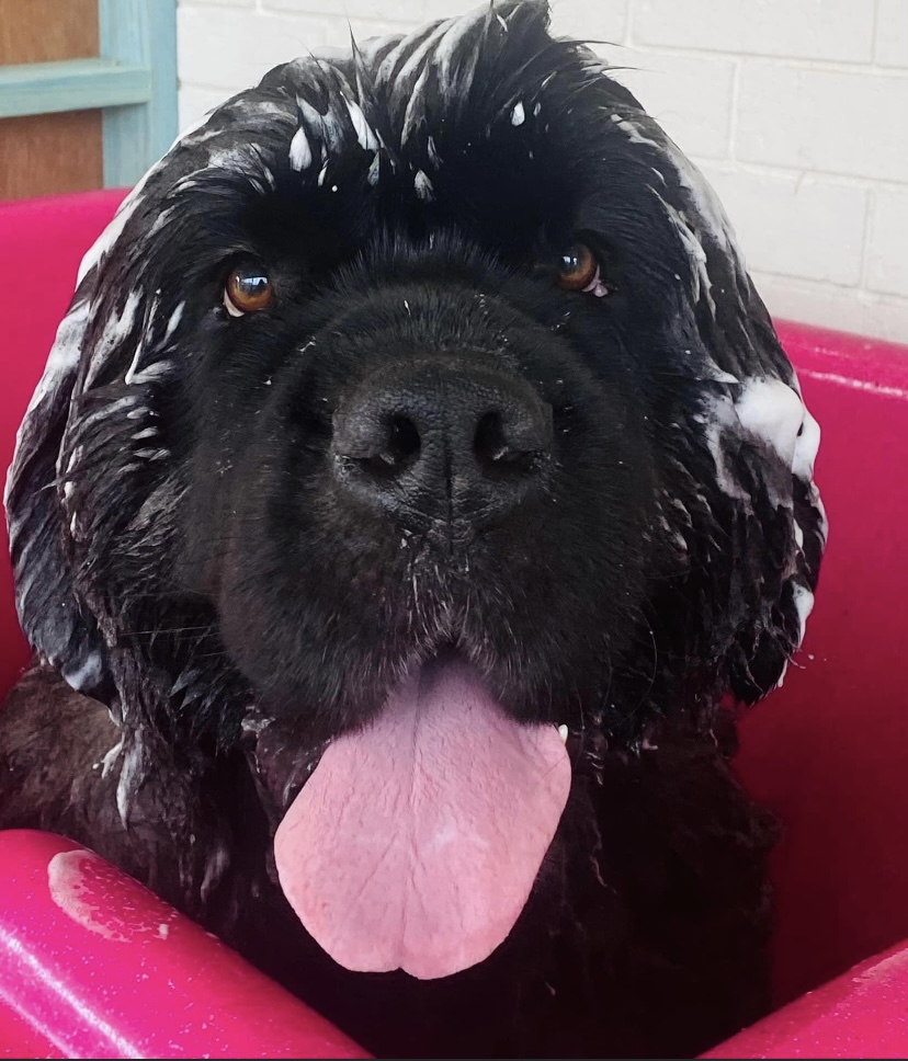 Salty Dog Grooming Salon Narooma
