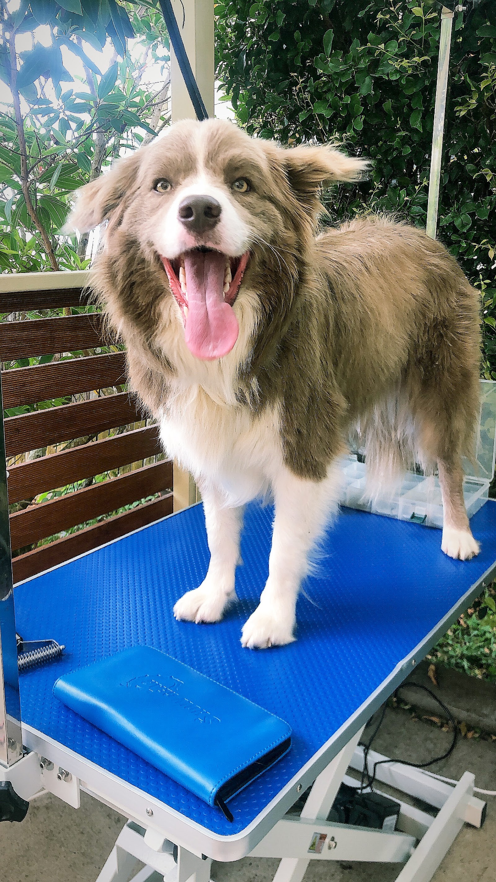 The Narooma Dog Groomer