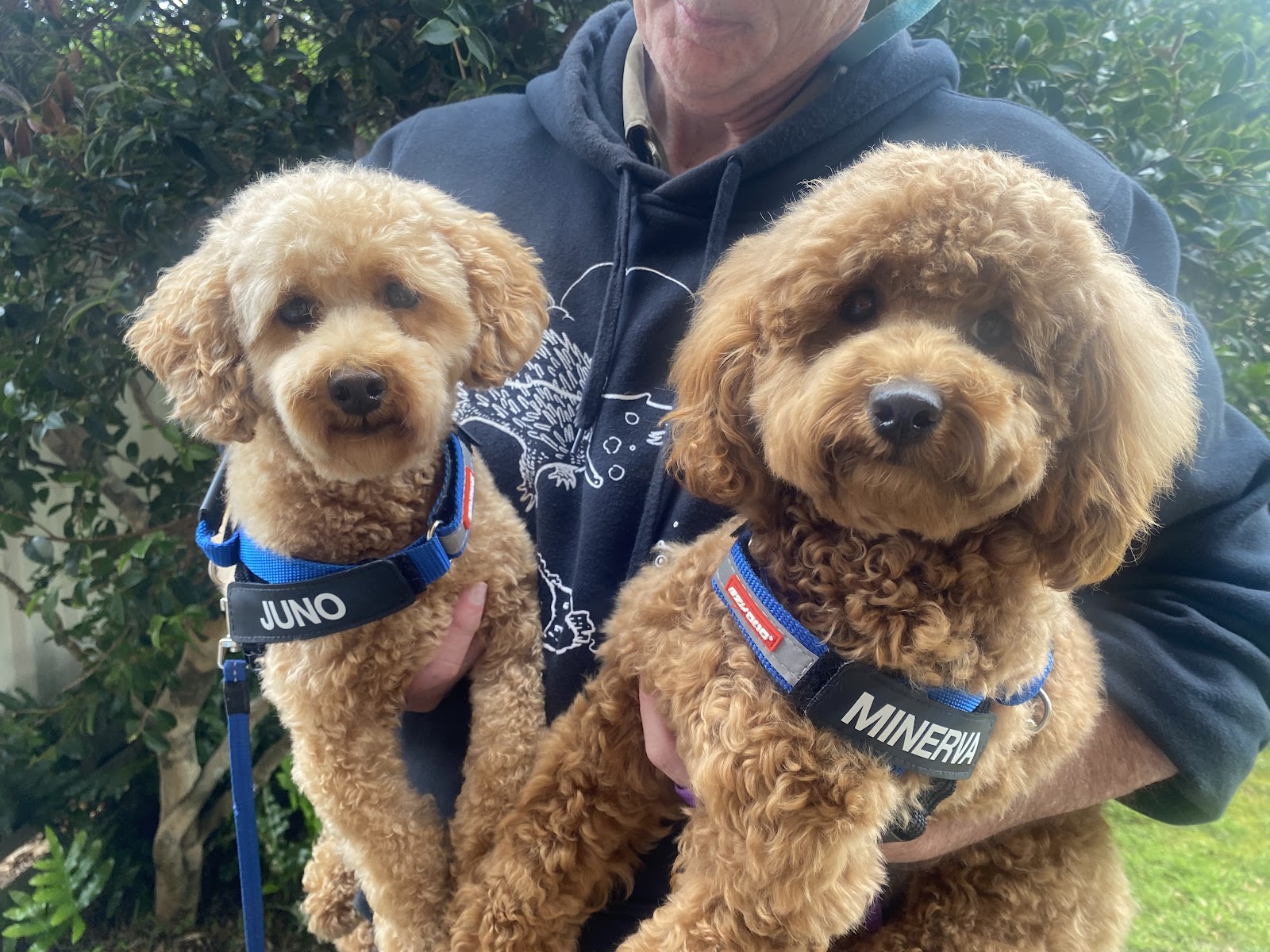 The Narooma Dog Groomer