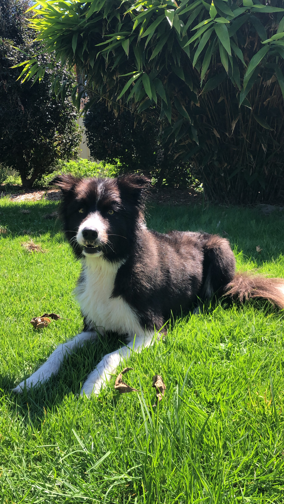 The Narooma Dog Groomer