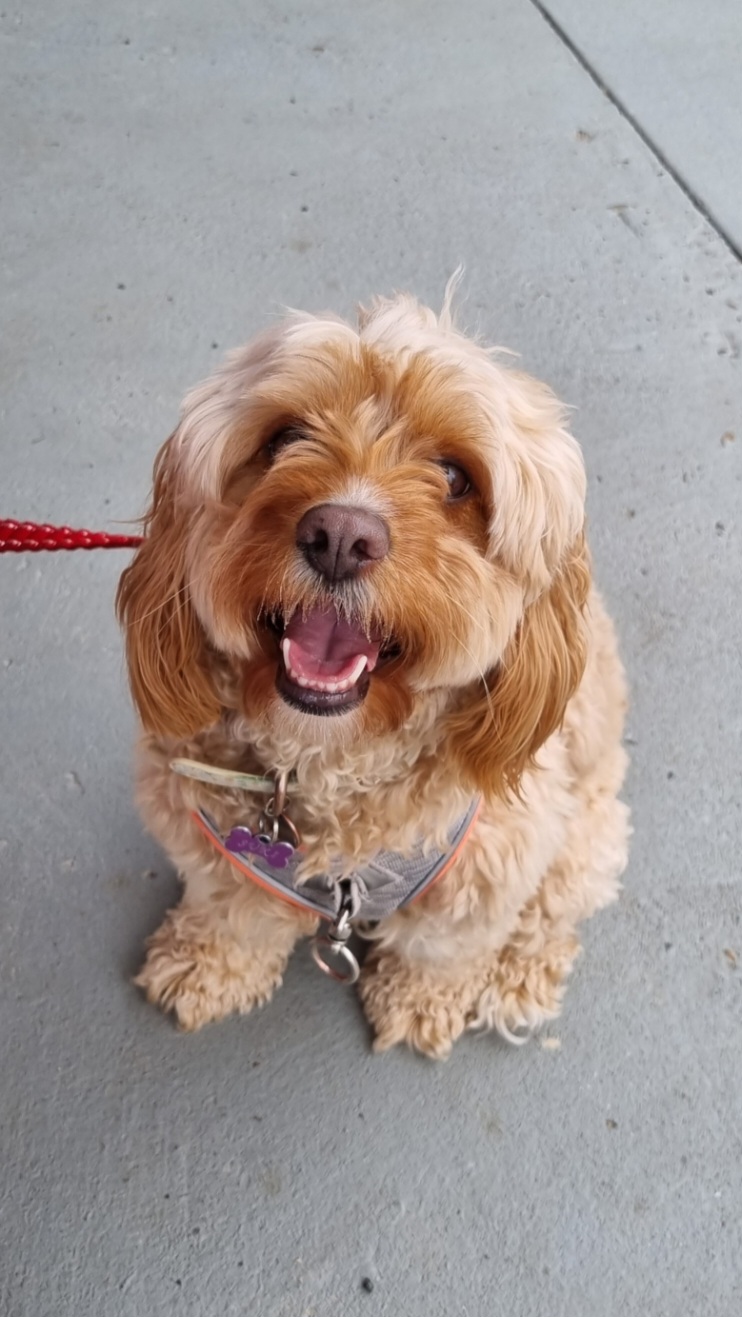The Narooma Dog Groomer